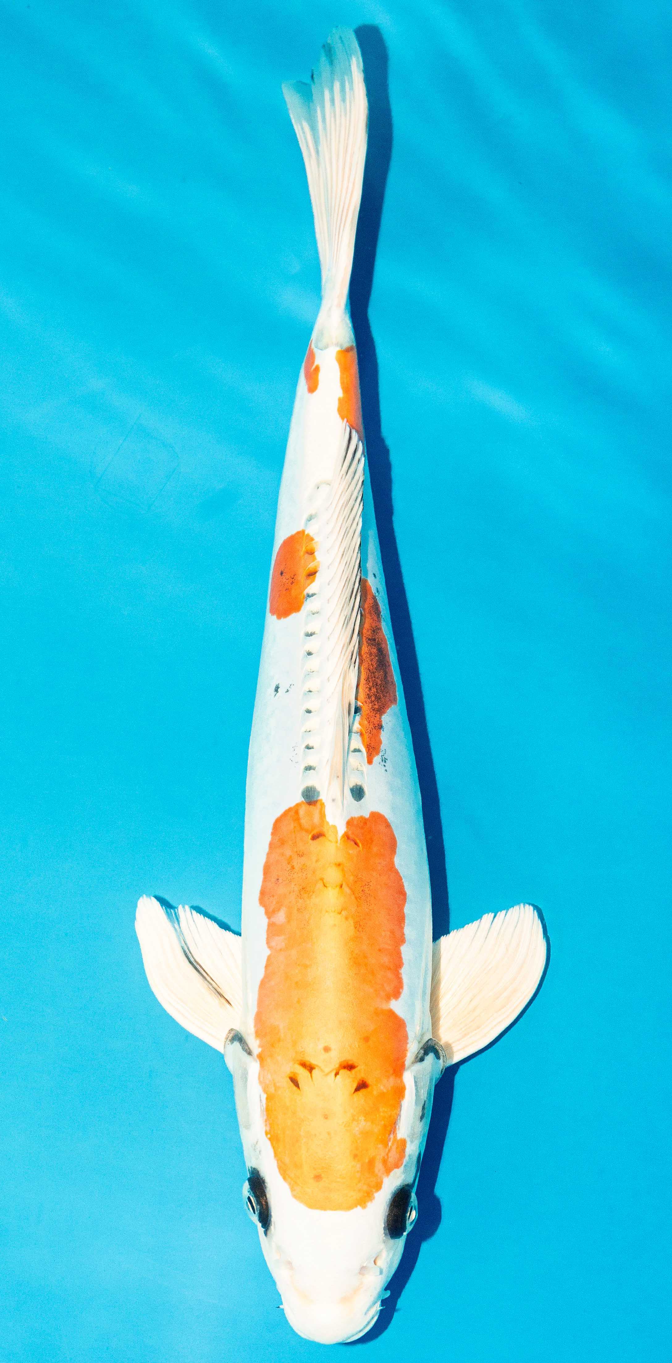 Koi 40-45cm Nr. 4983