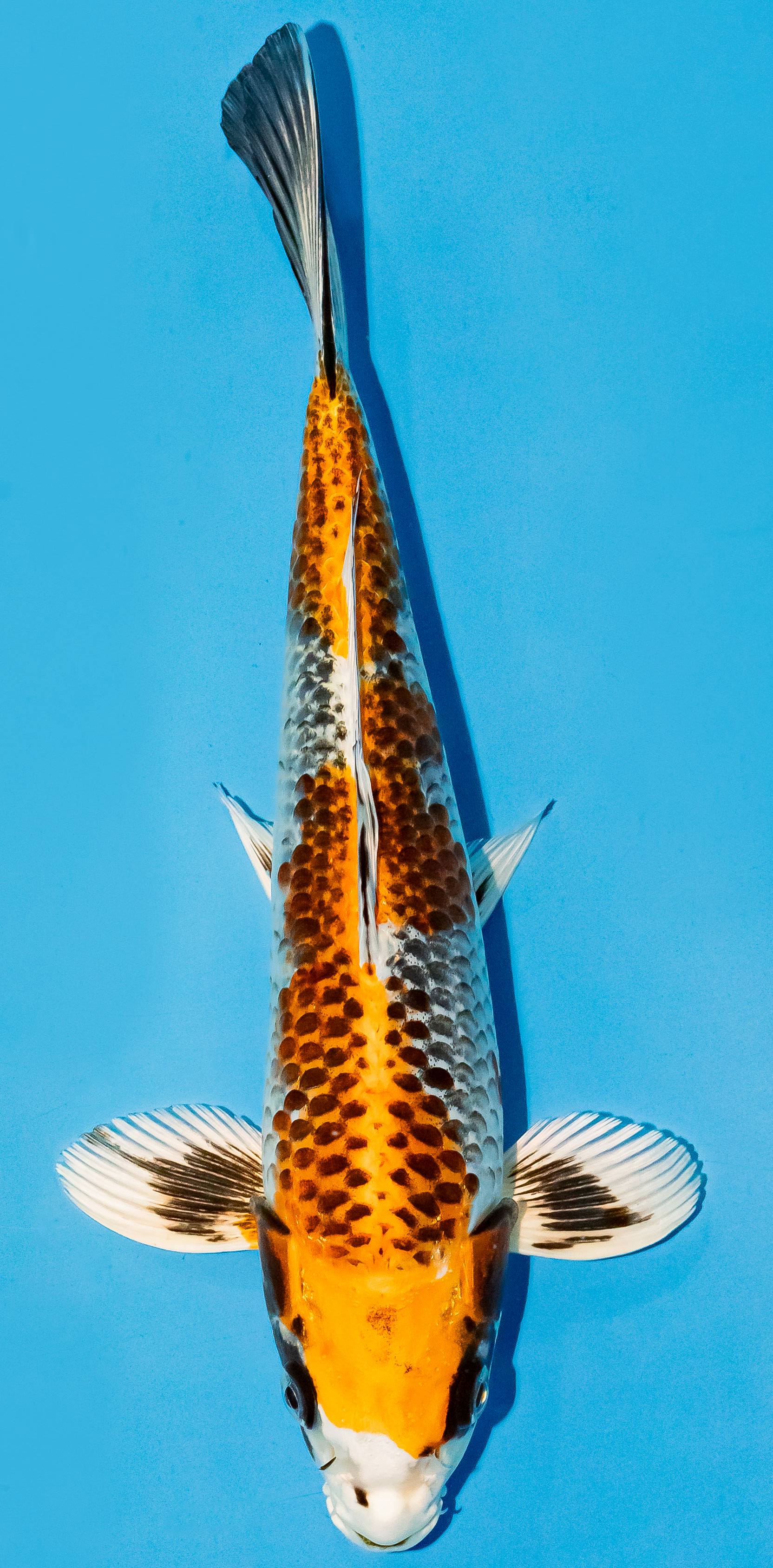 Koi 25-30cm Nr. 6221