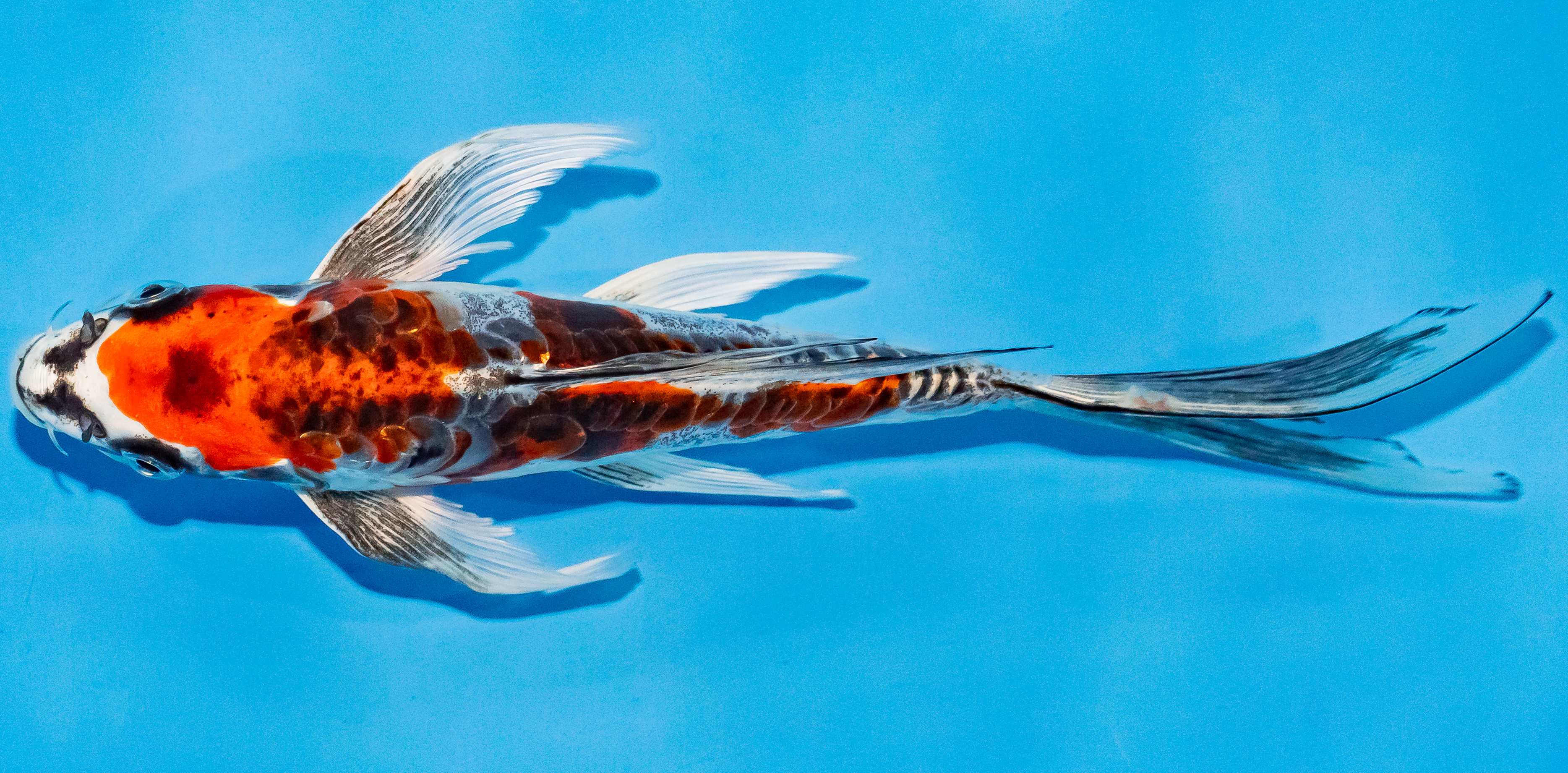 Butterfly Koi 25-30cm Nr. 2333