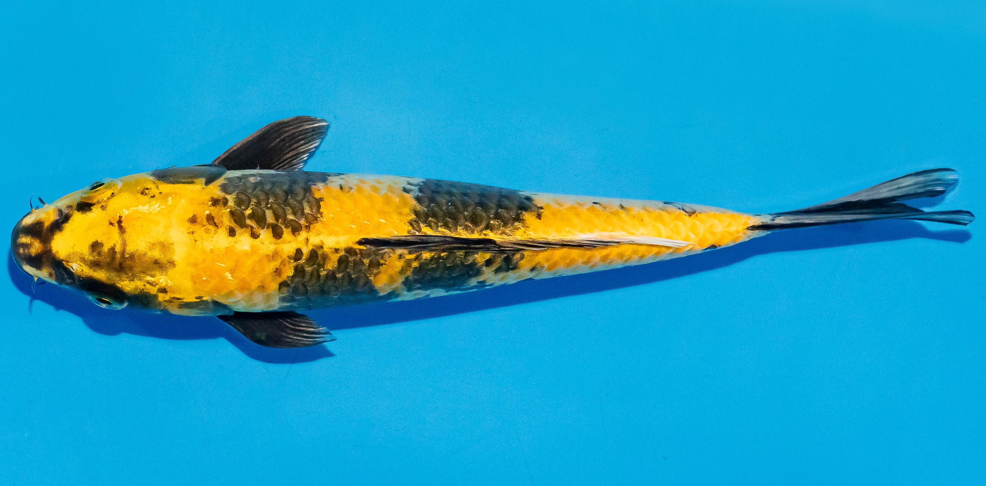 Koi 25-30cm Nr. 7901