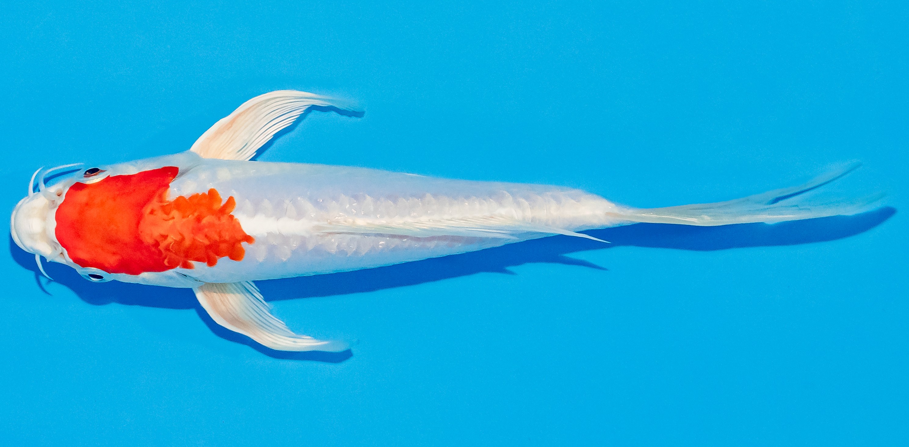 Butterfly Koi 20-25cm Nr. 3321