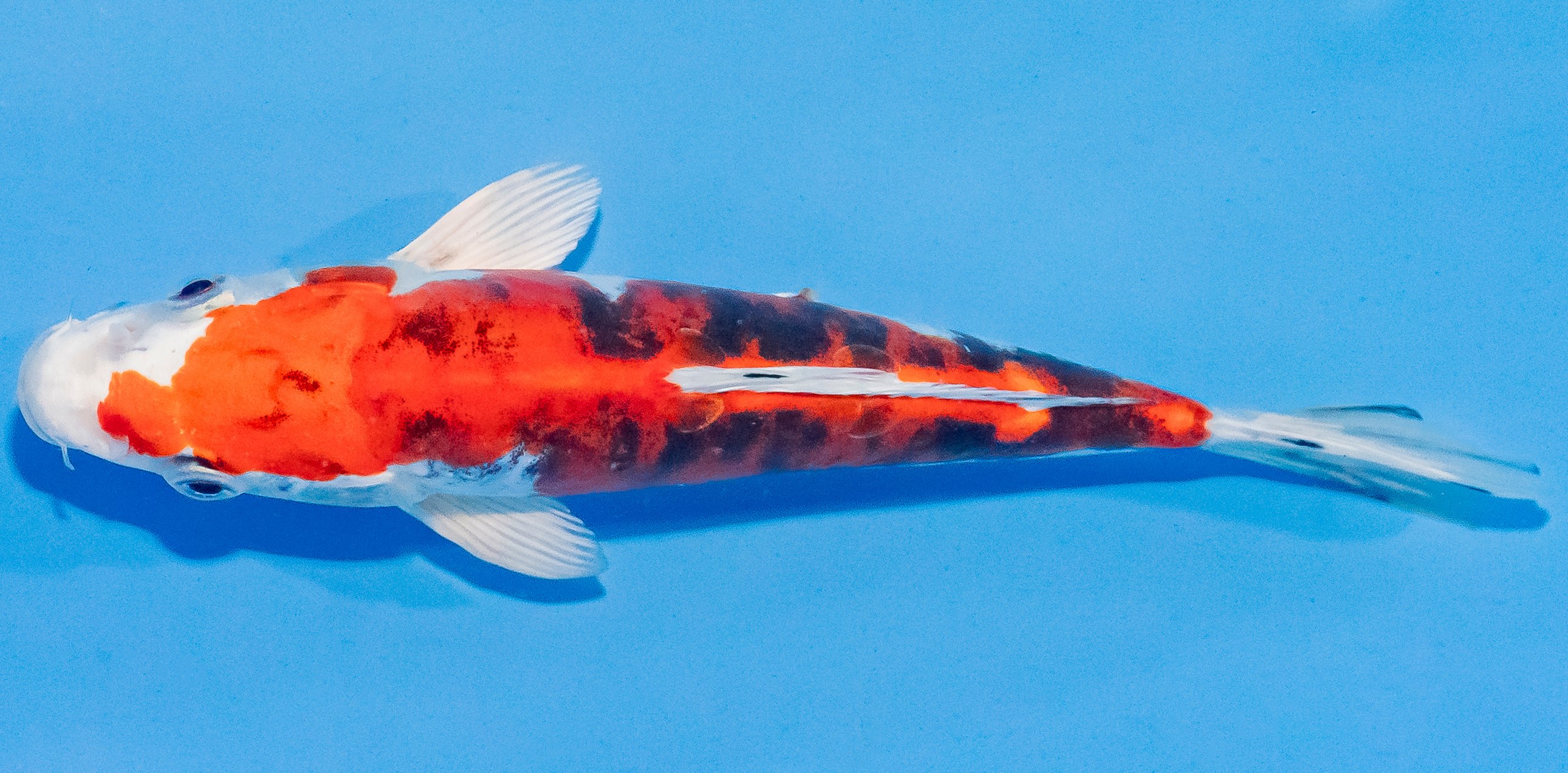 Koi 20-25cm Nr. 1873