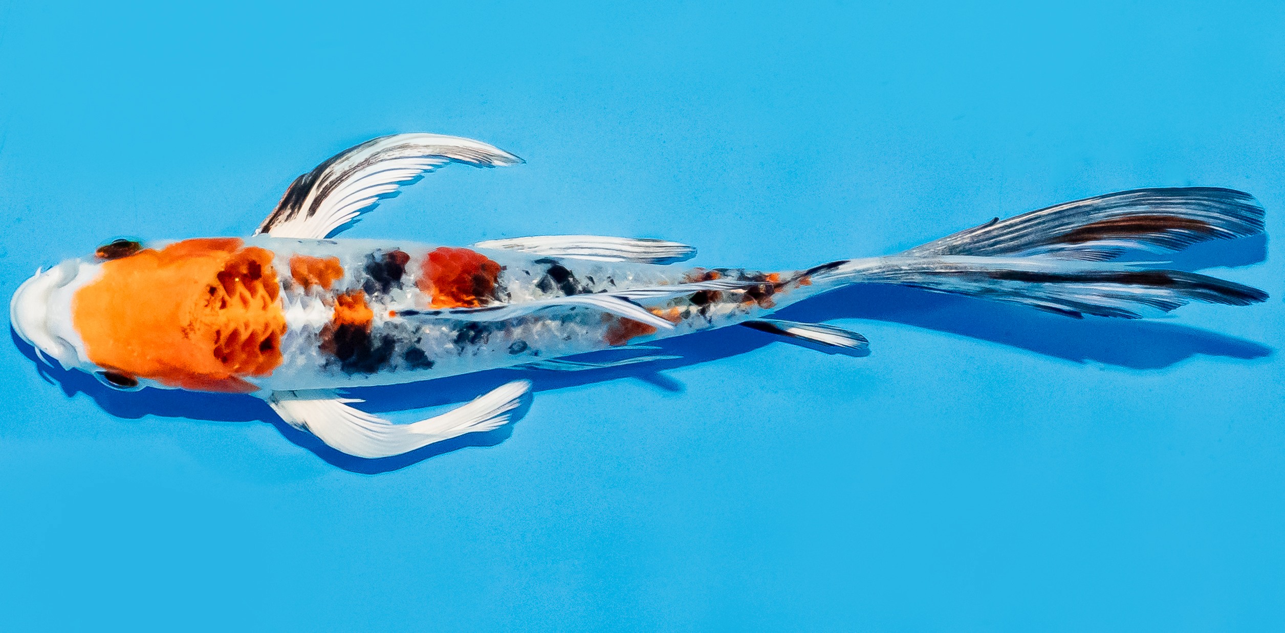 Butterfly Koi 17-20cm Nr. 6947