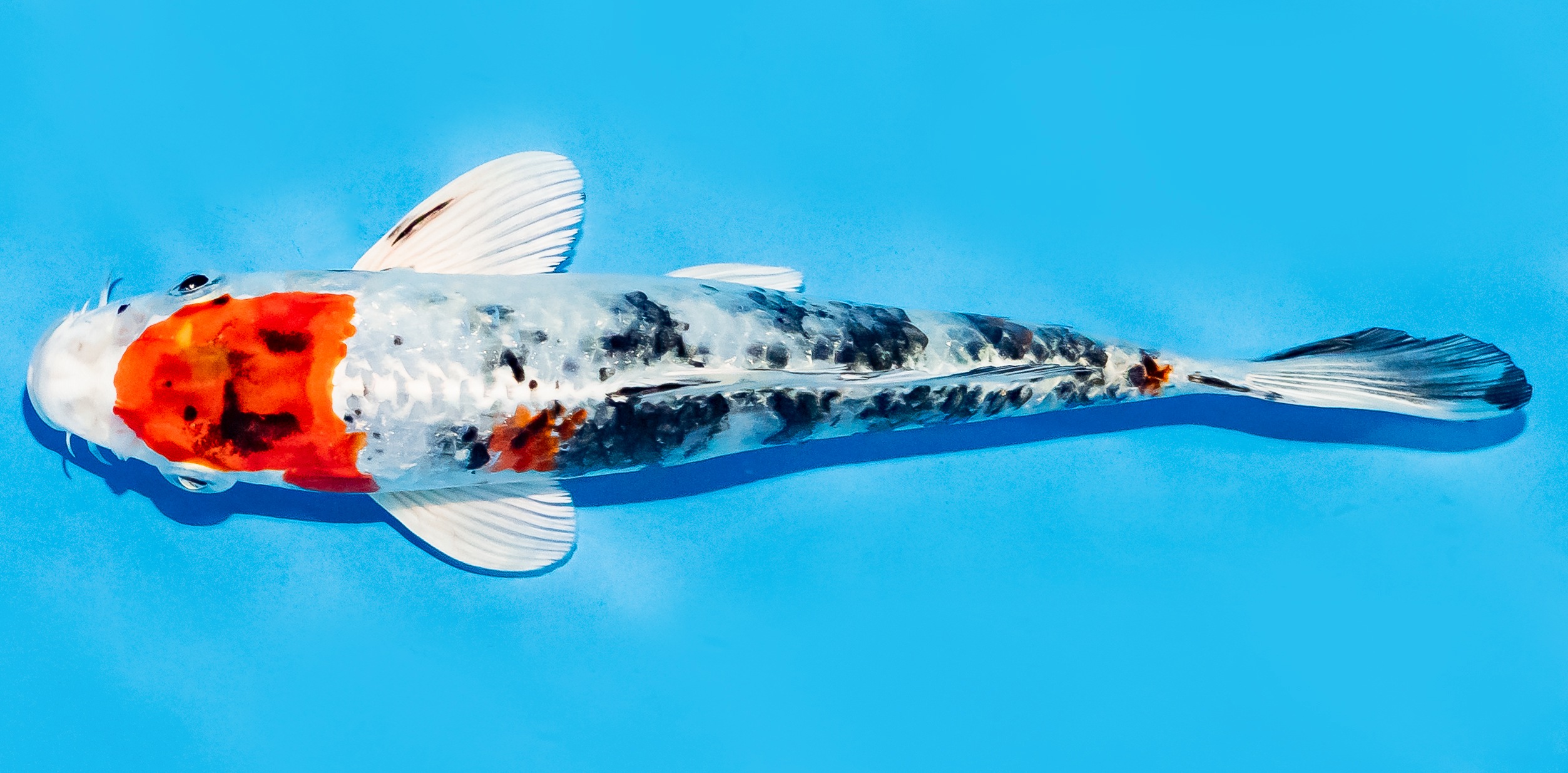 Koi 17-20cm Nr. 7746