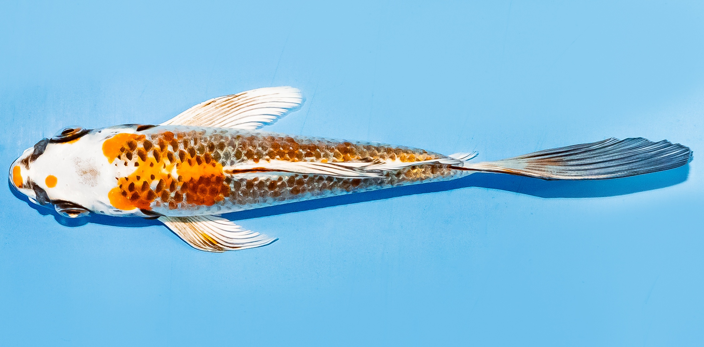 Butterfly Koi 14-17cm Nr. 7421