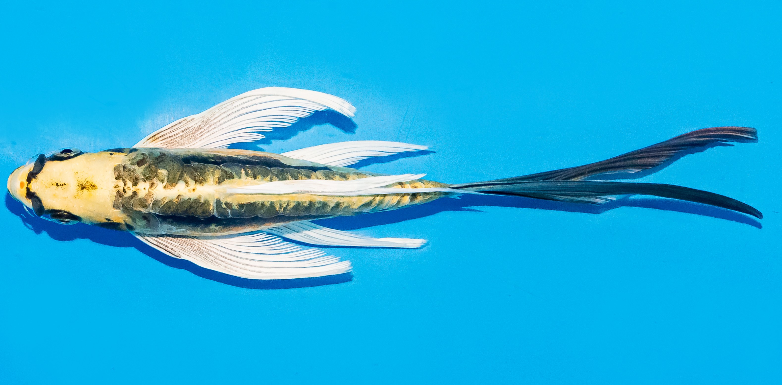 Butterfly Koi 20-25cm Nr. 8559