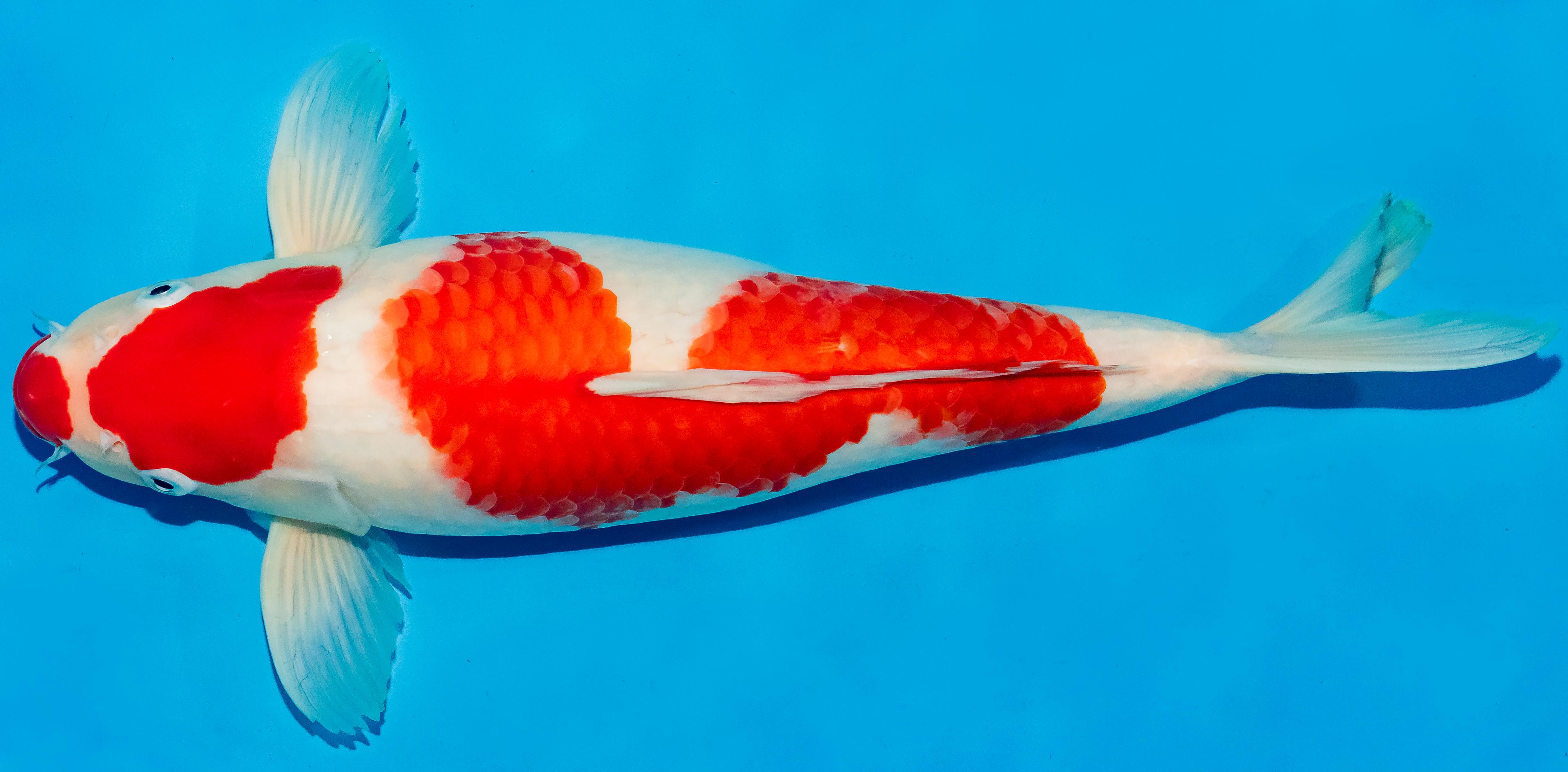 Koi 40-45cm Nr. 4912