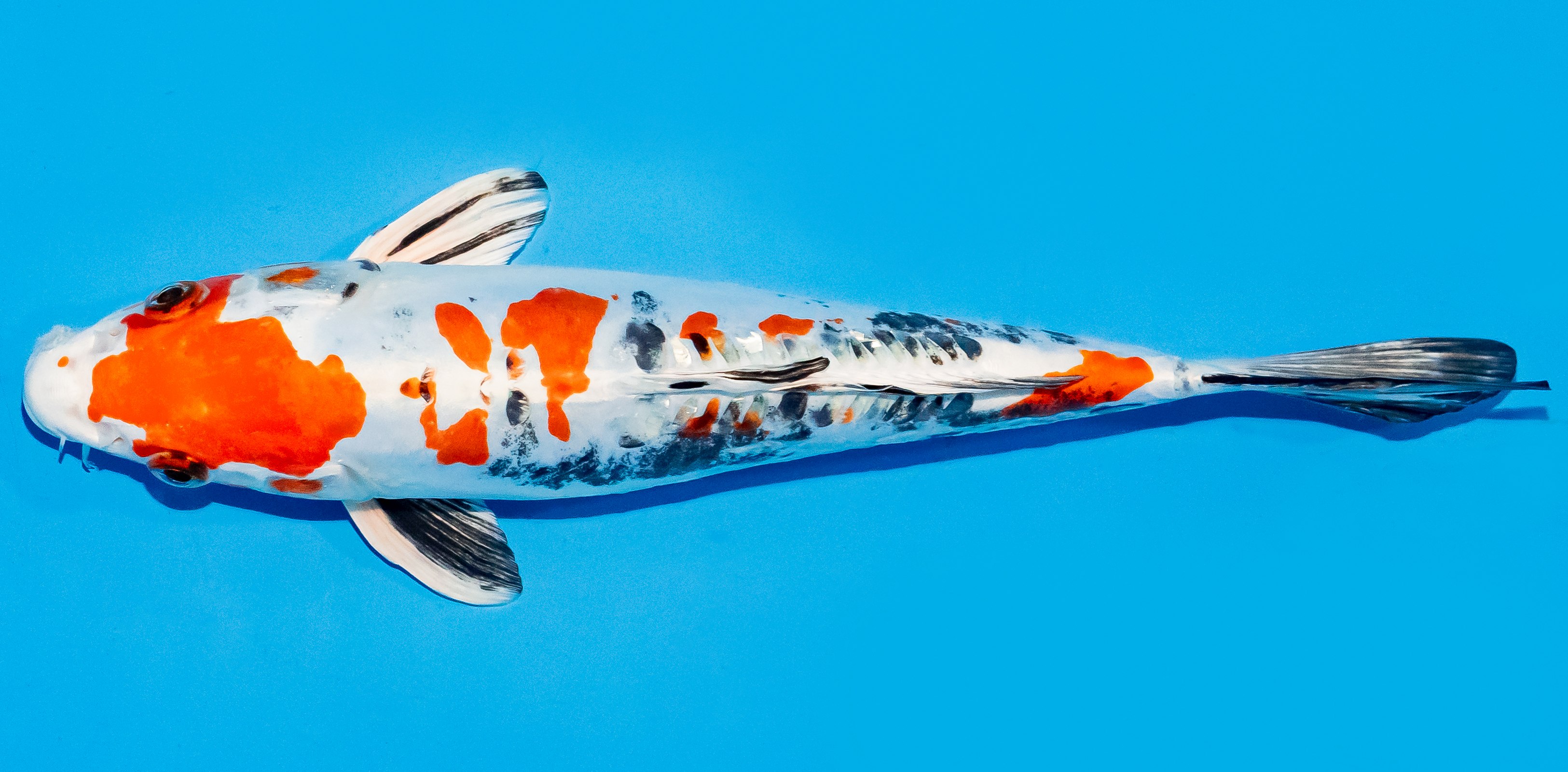 Koi 25-30cm Nr. 6266