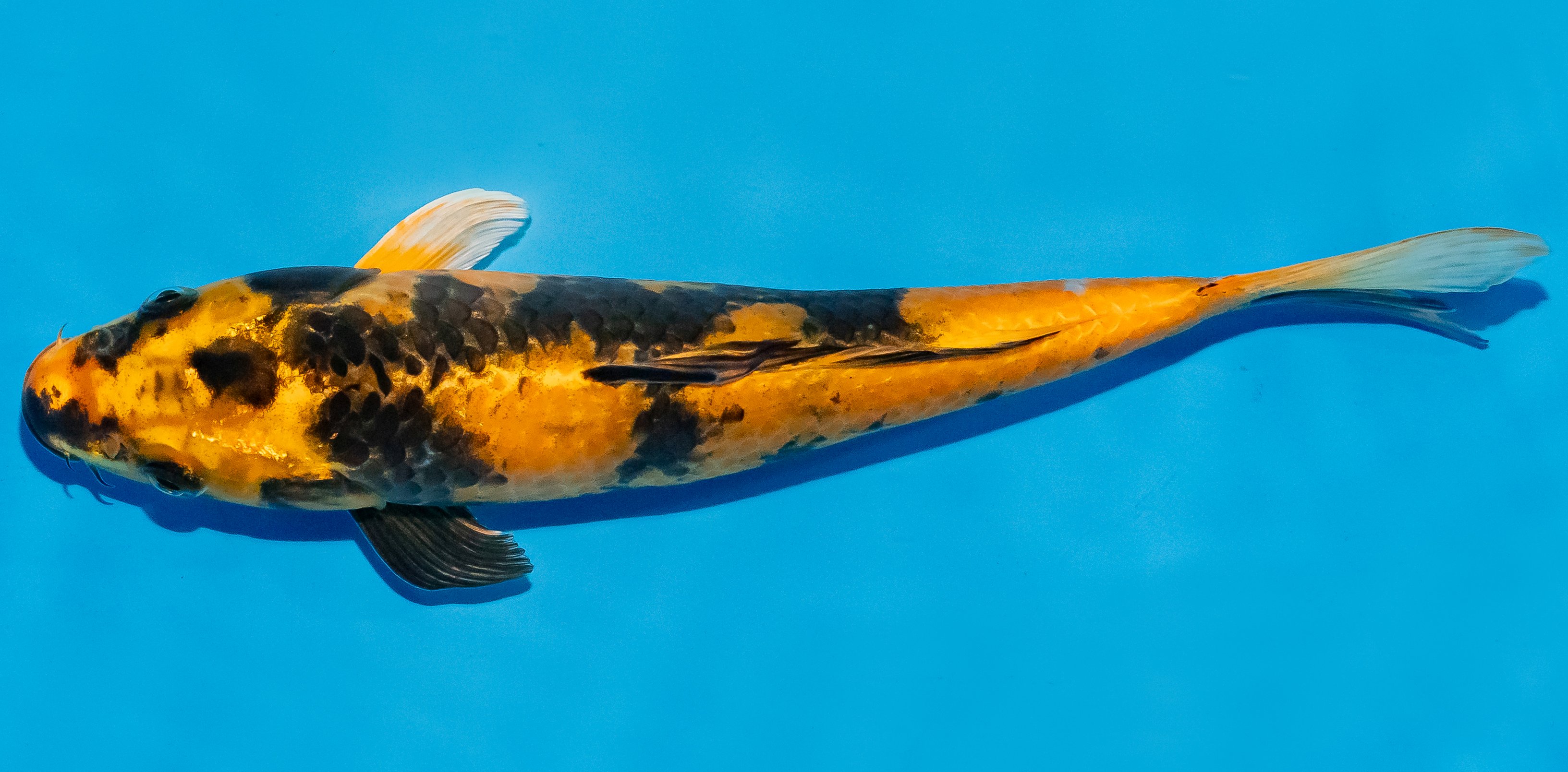 Koi 25-30cm Nr. 7914