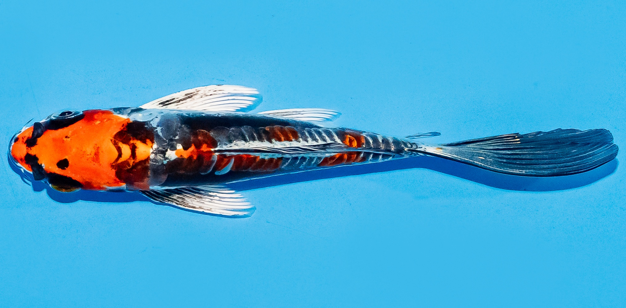 Butterfly Koi 14-17cm Nr. 7442