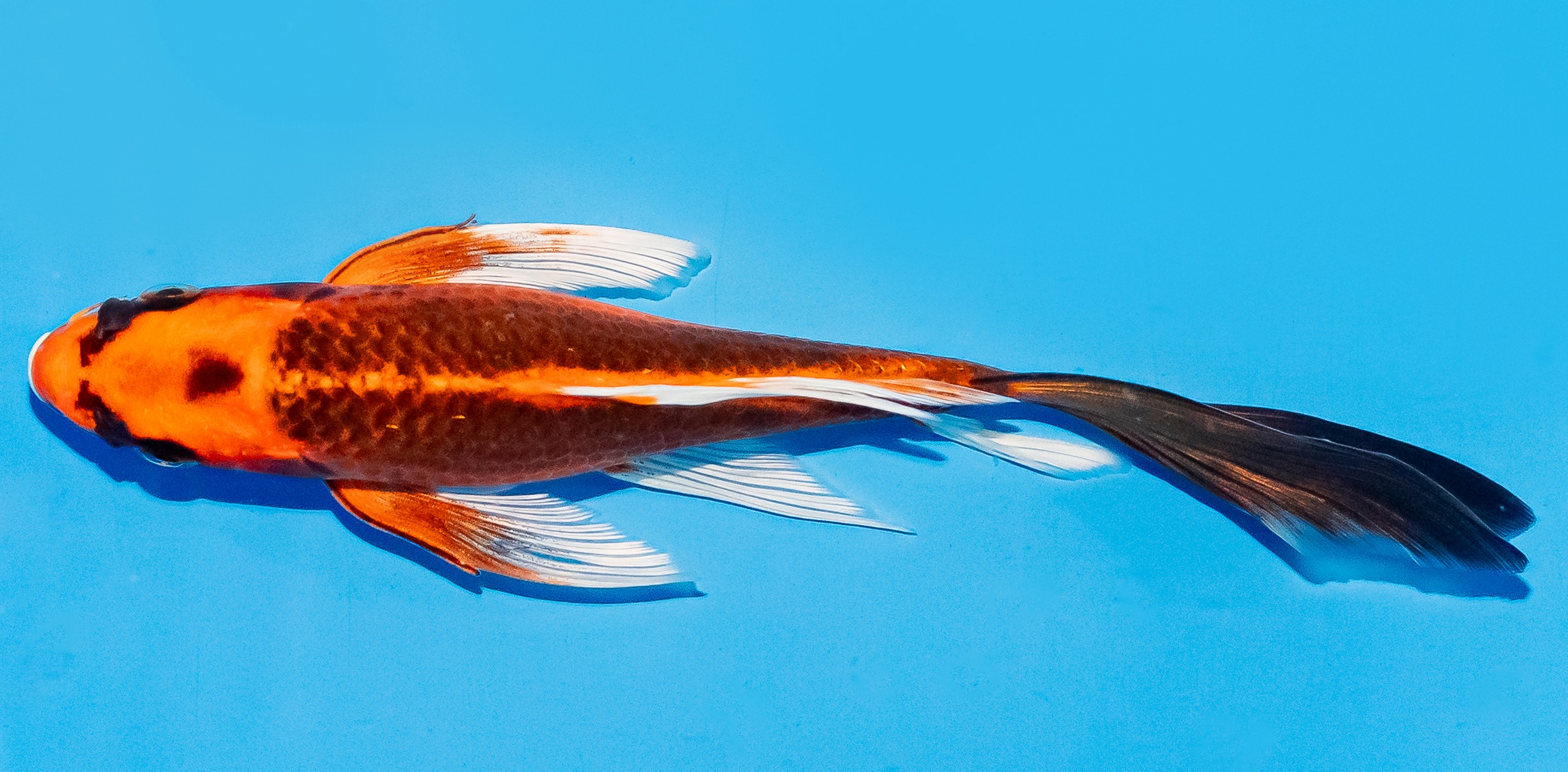 Butterfly Koi 20-25cm Nr. 5483