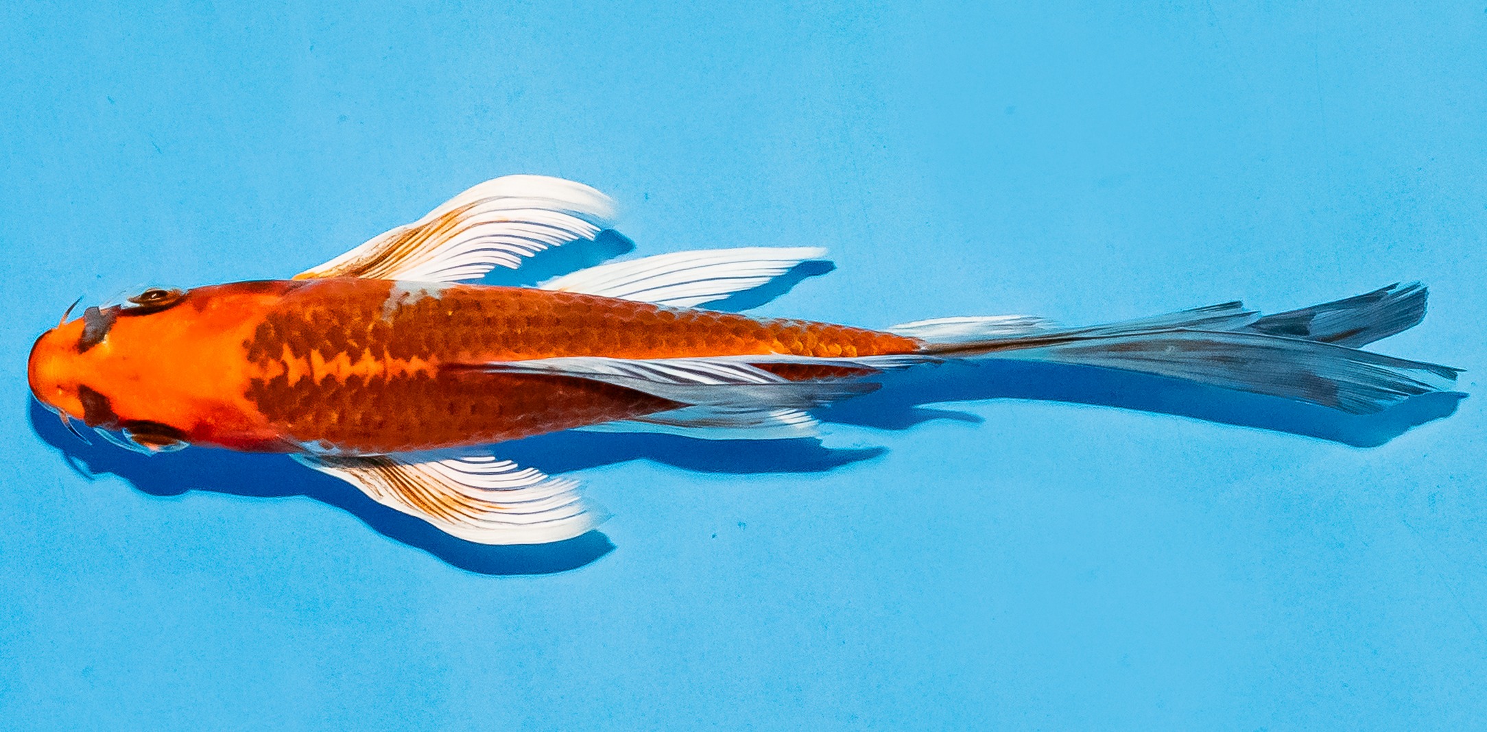 Butterfly Koi 17-20cm Nr. 5912