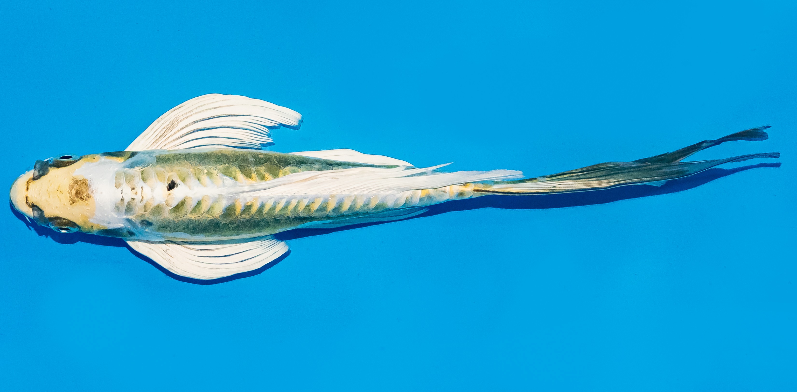 Butterfly Koi 25-30cm Nr. 6424