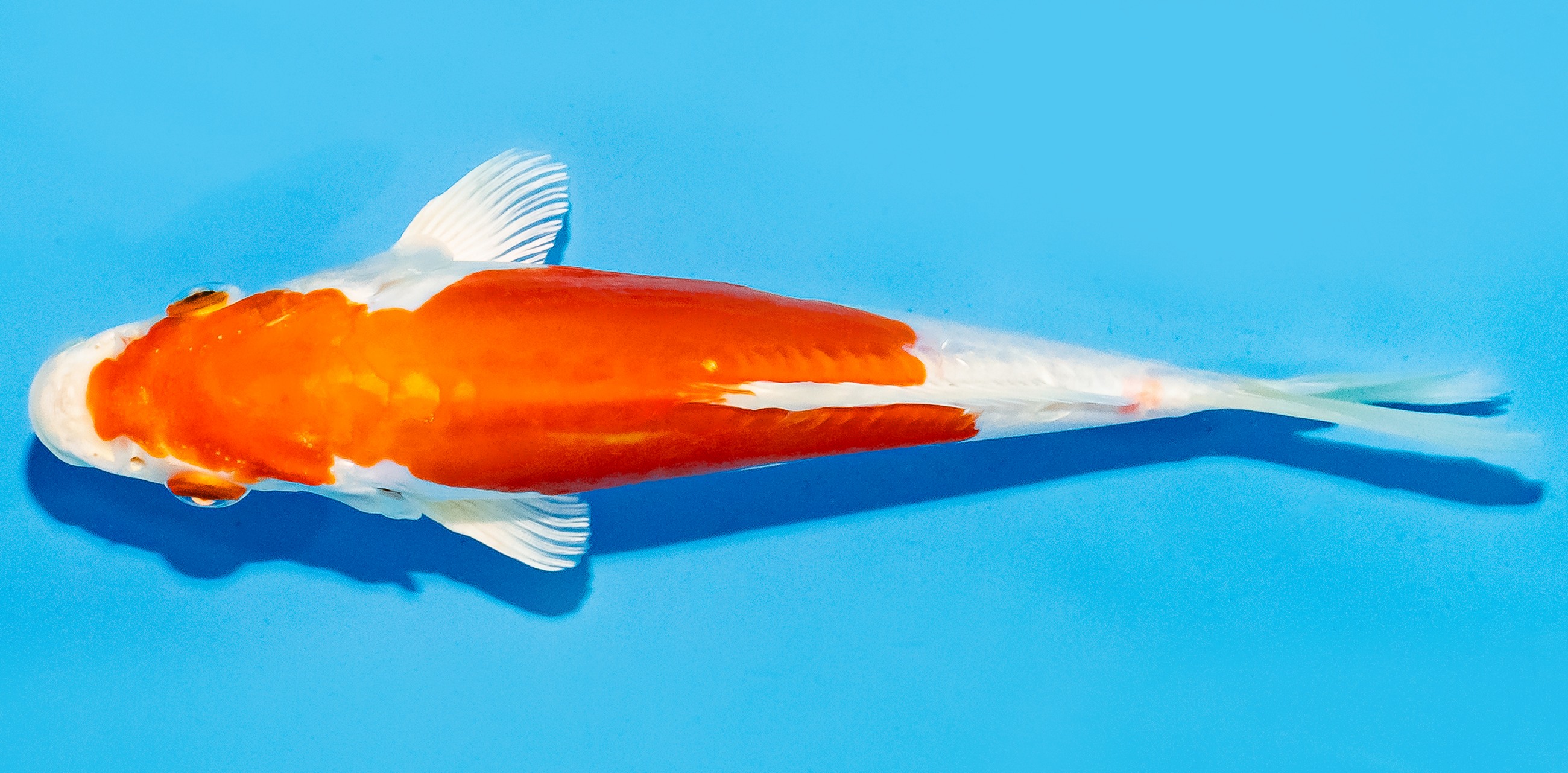 Koi 17-20cm Nr. 7257