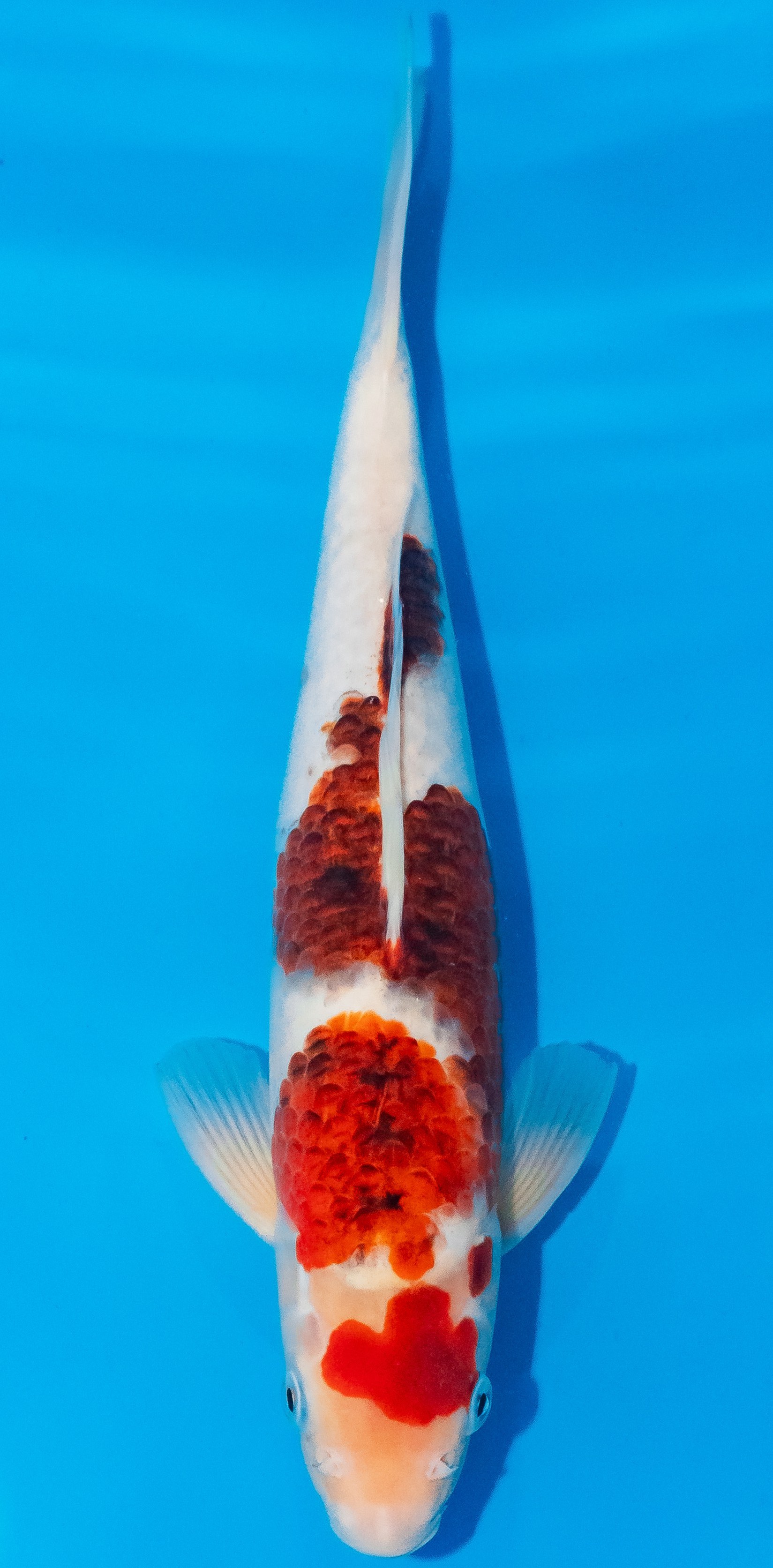 Koi 30-35cm Nr. 1054