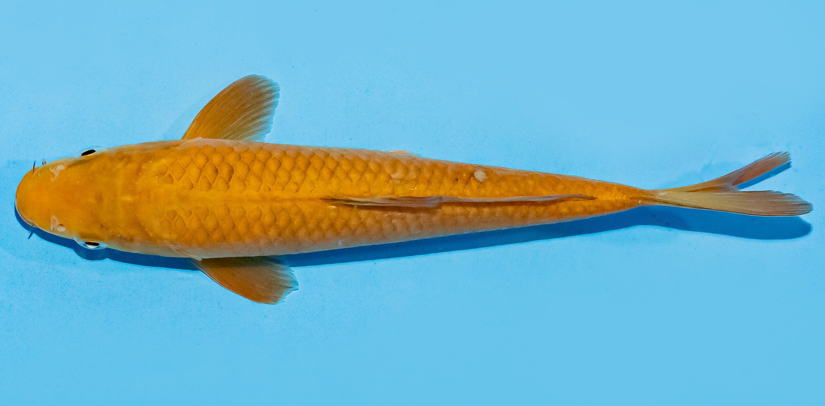 Koi 20-25cm Nr. 7564