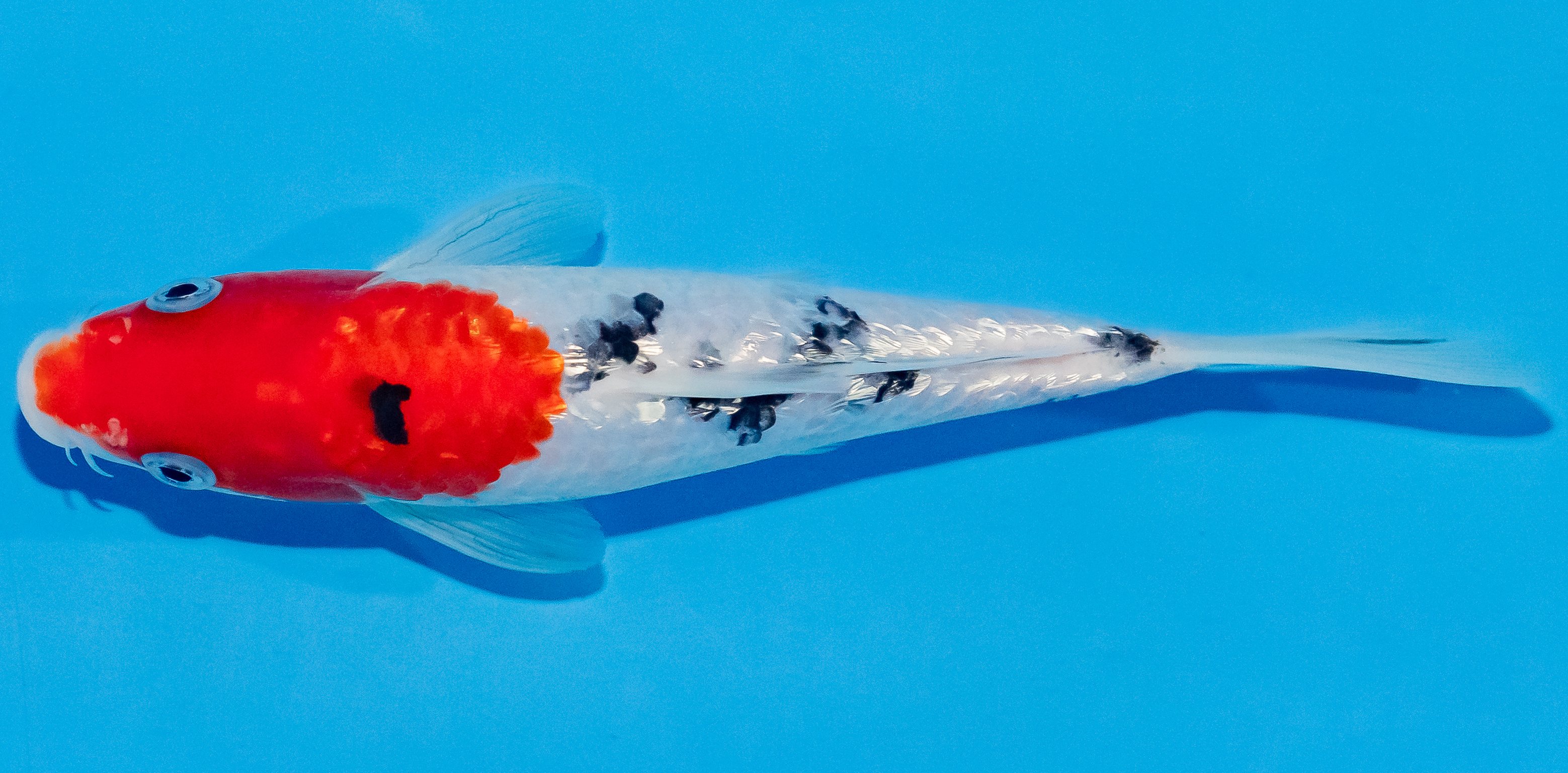 Koi 17-20cm Nr. 2023