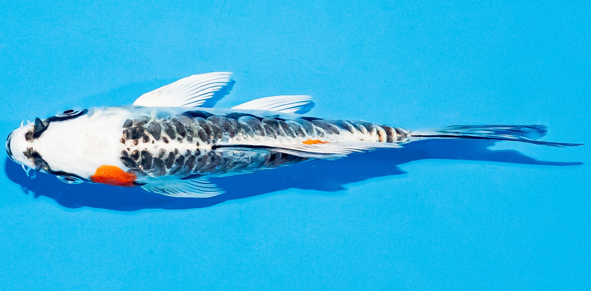 Butterfly Koi 14-17cm Nr. 7407