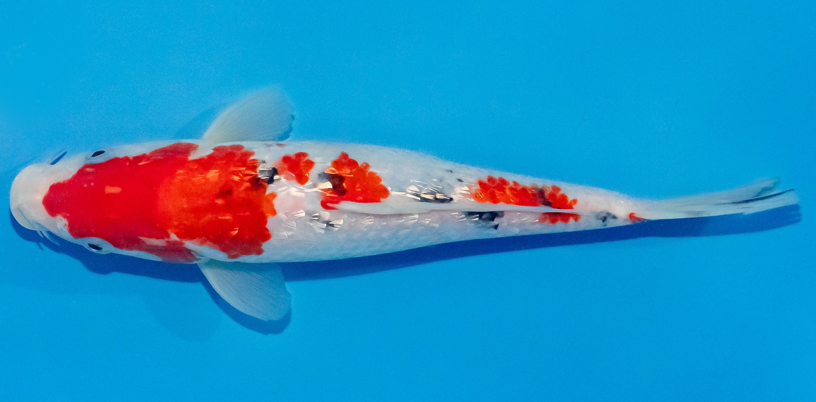 Koi 25-30cm Nr. 1510