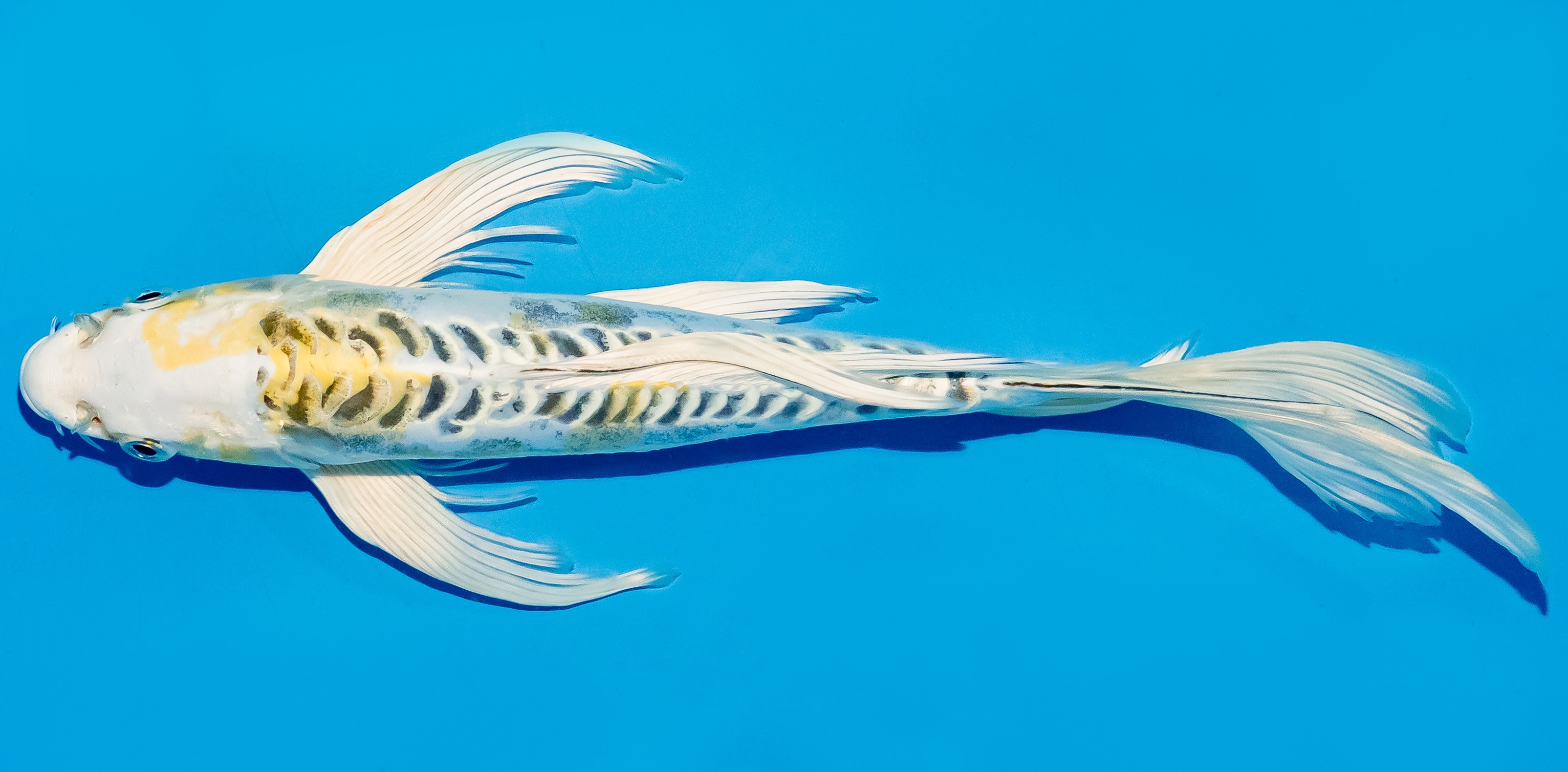 Butterfly Koi 25-30cm Nr. 5624