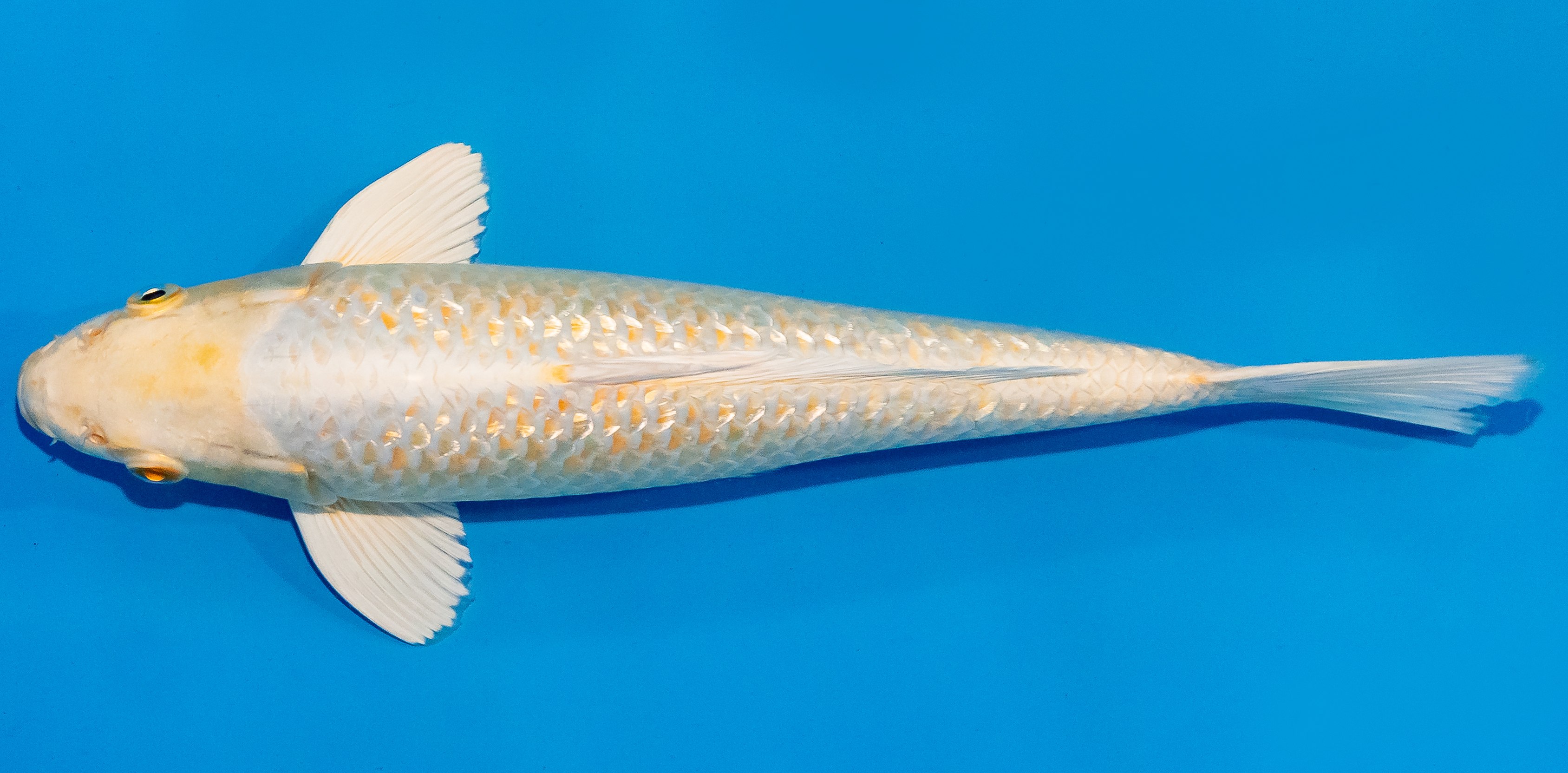 Koi 30-35cm Nr. 1325