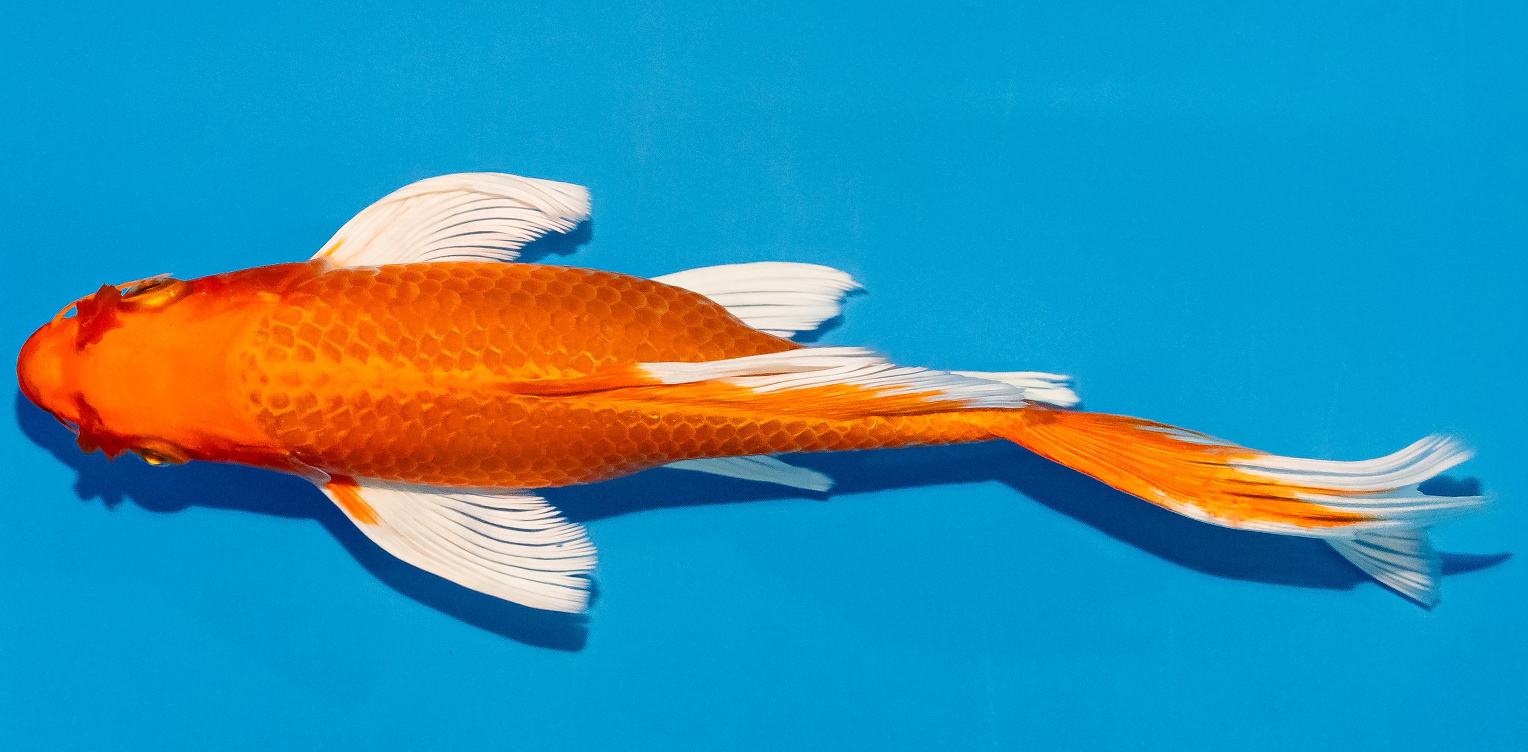 Butterfly Koi 20-25cm Nr. 3411