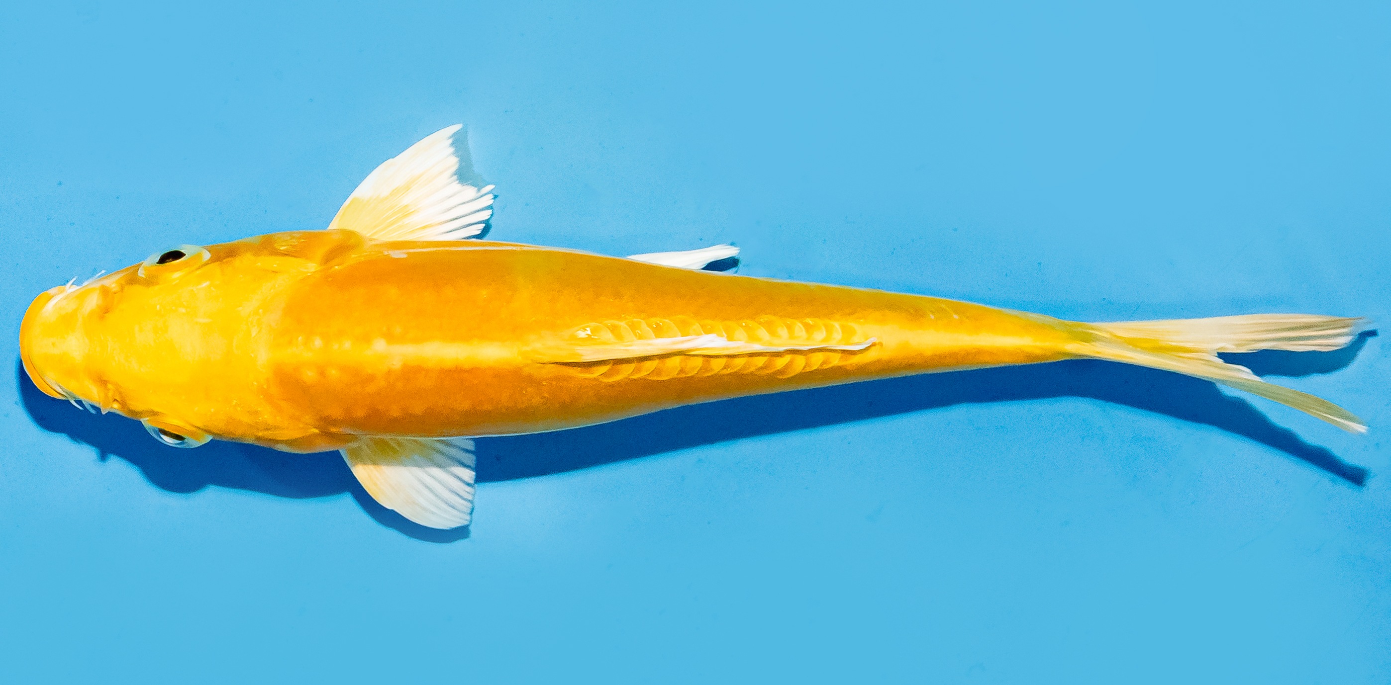 Koi 17-20cm Nr. 6583