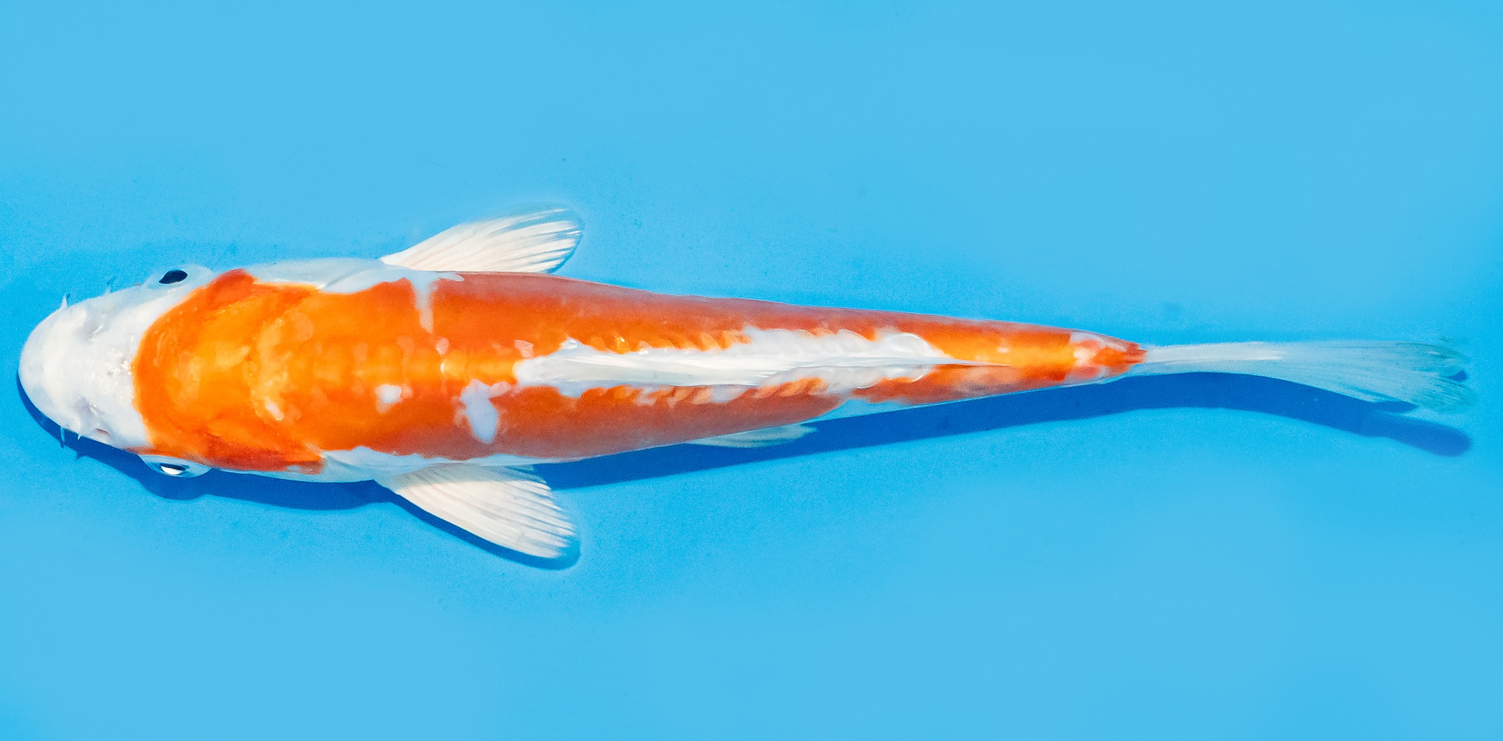 Koi 20-25cm Nr. 8407