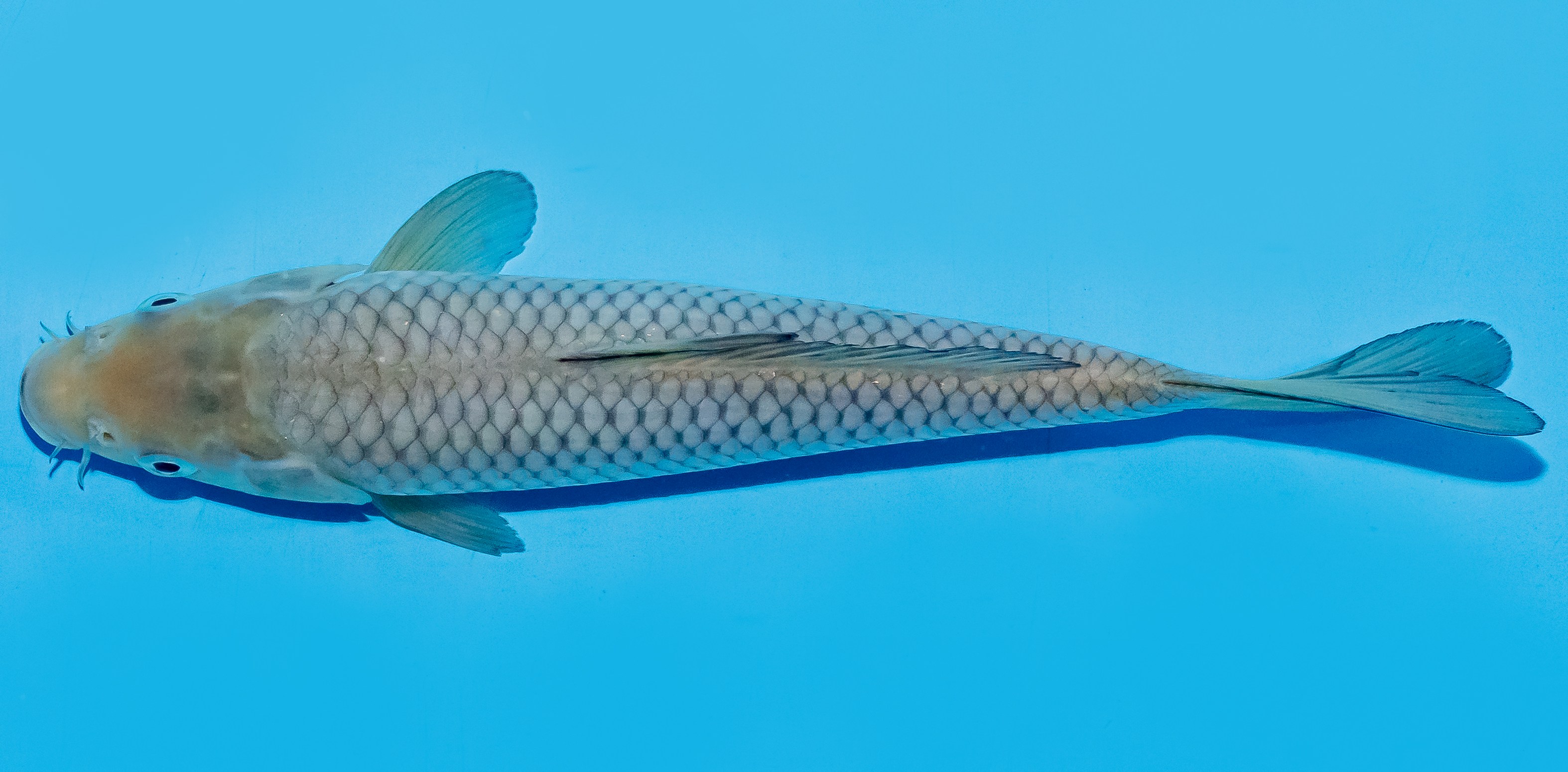 Koi 20-25cm Nr. 8651