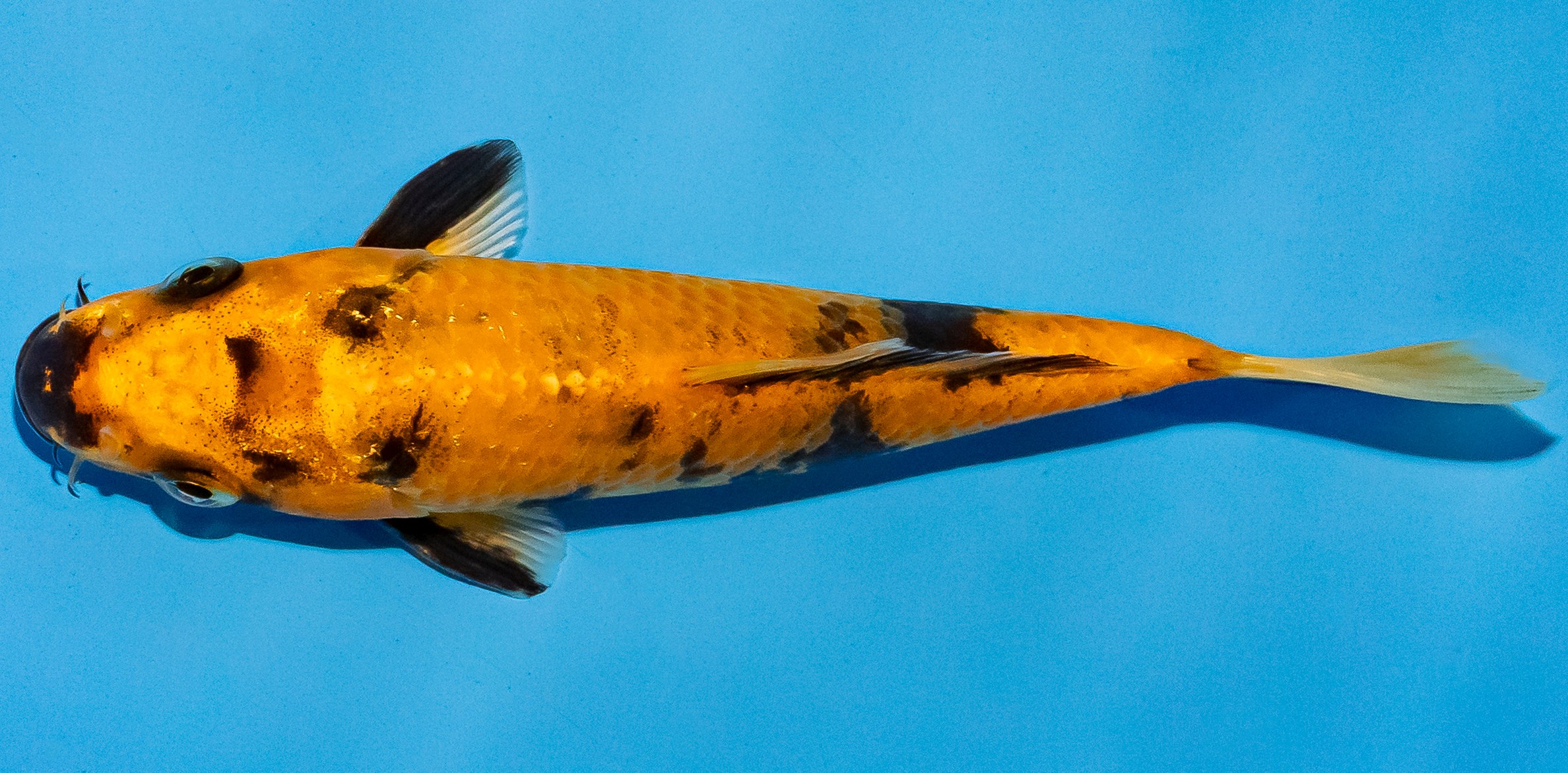 Koi 14-17cm Nr. 4701