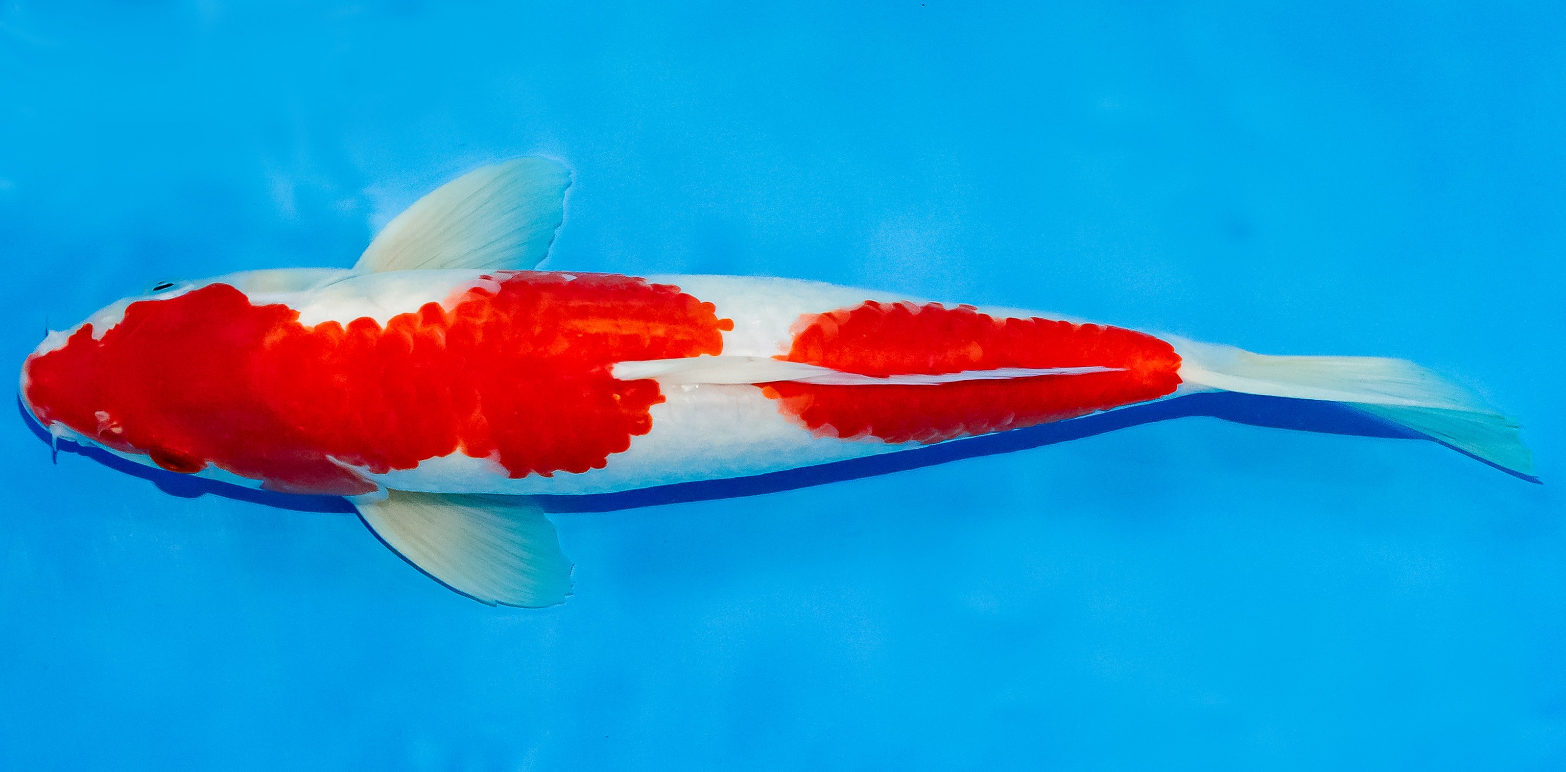 Koi 30-35cm Nr. 3704