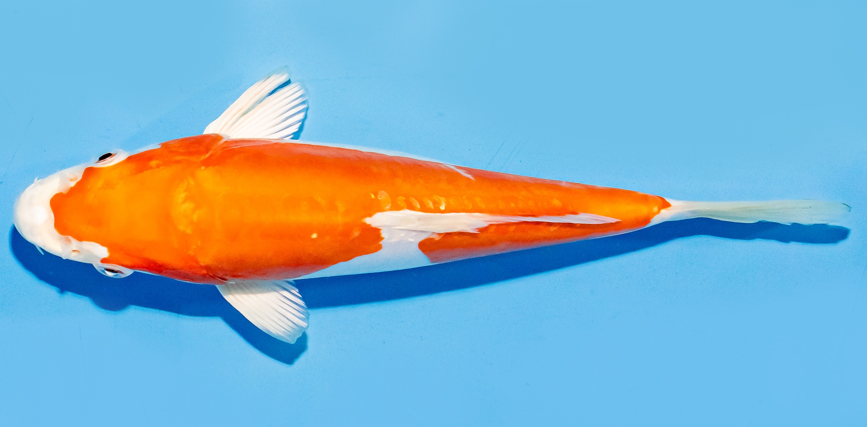 Koi 20-25cm Nr. 6664