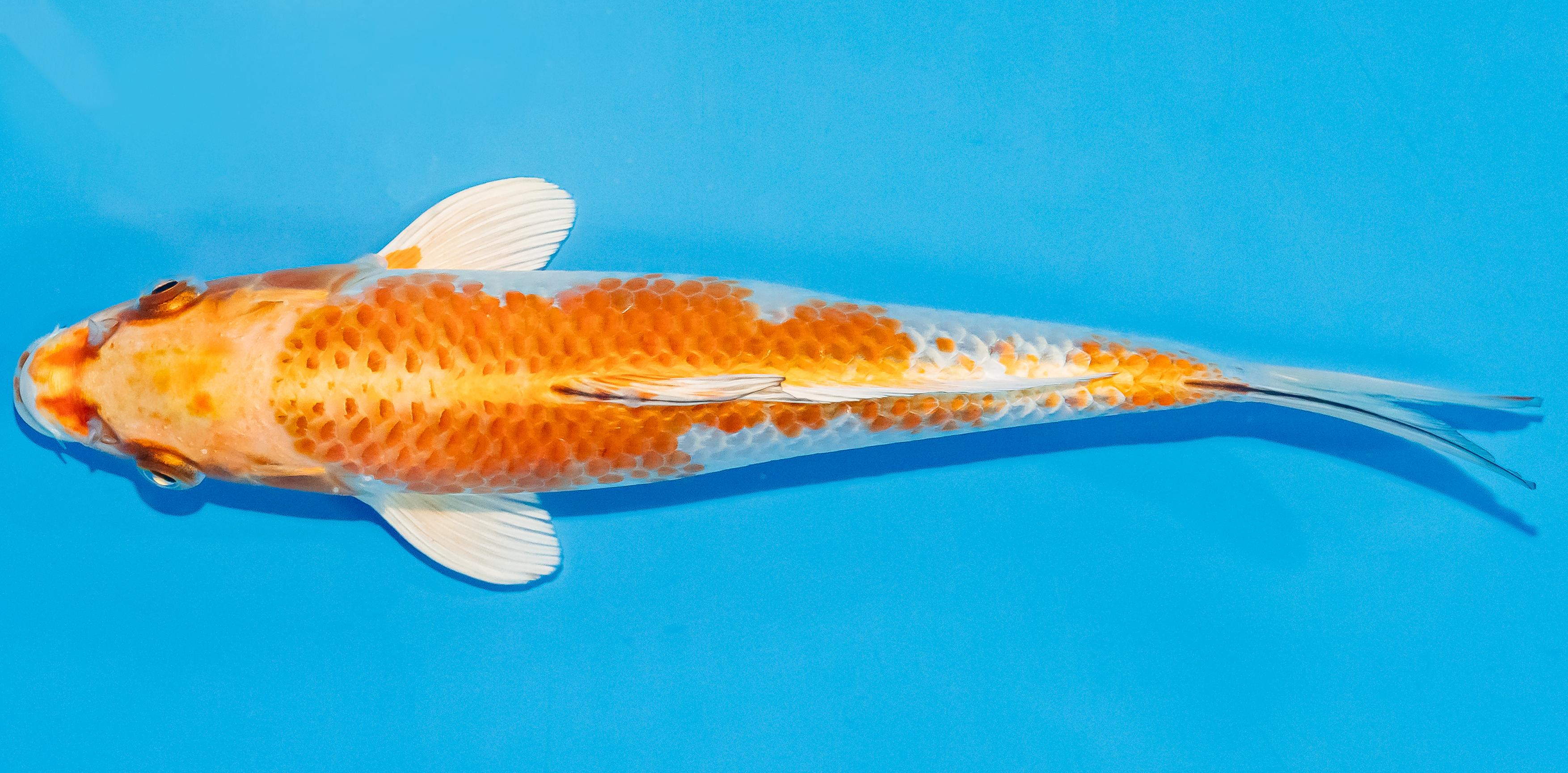 Koi 20-25cm Nr. 3518
