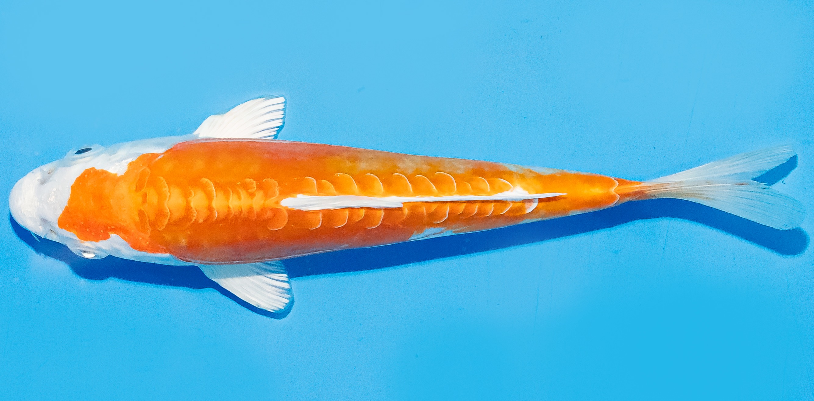 Koi 17-20cm Nr. 6580