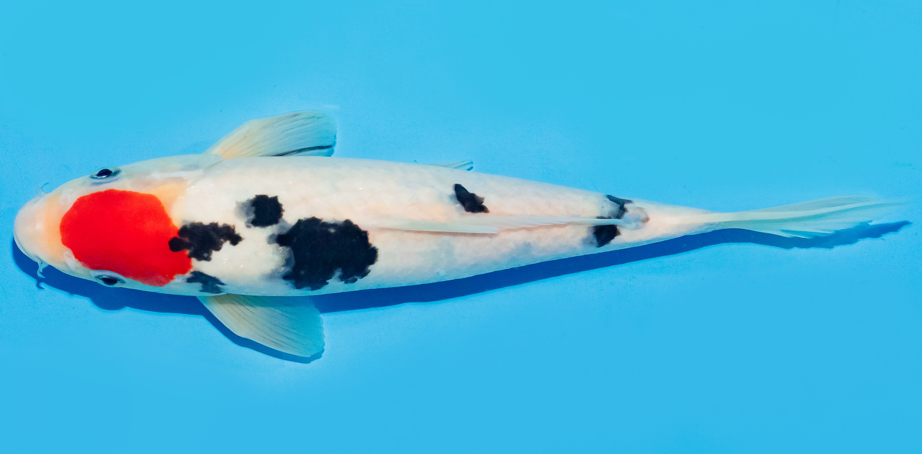 Koi 25-30cm Nr. 8325