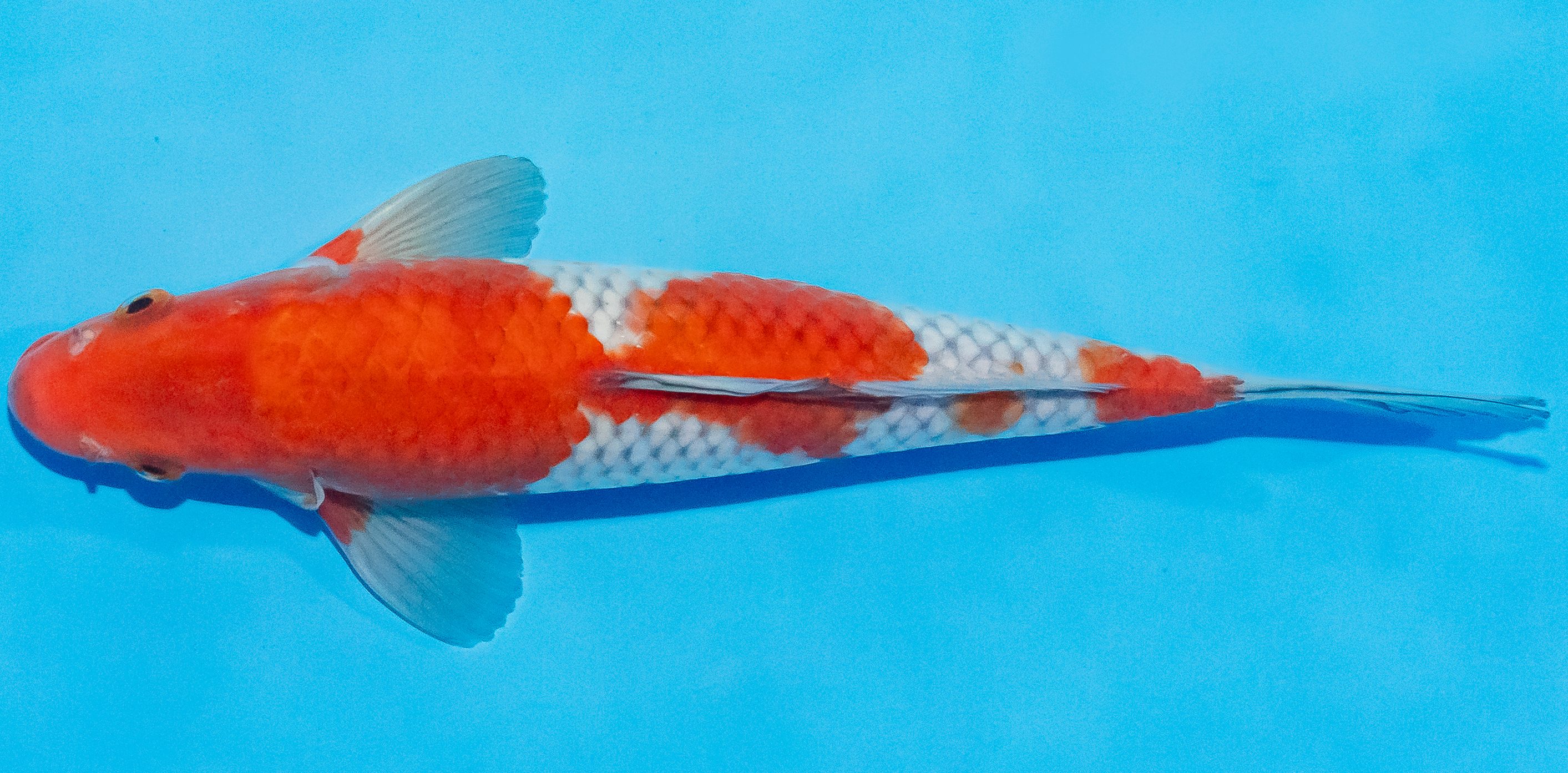 Koi 25-30cm Nr. 1517
