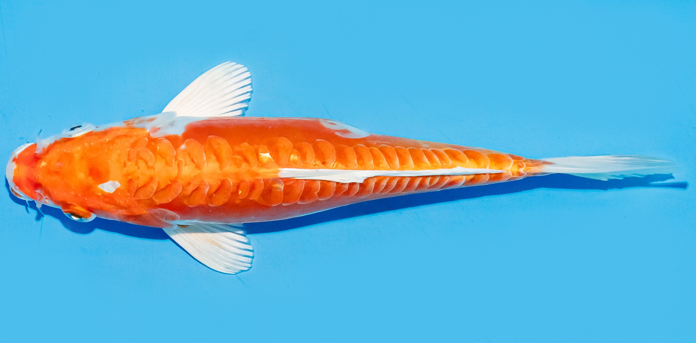 Koi 20-25cm Nr. 6682