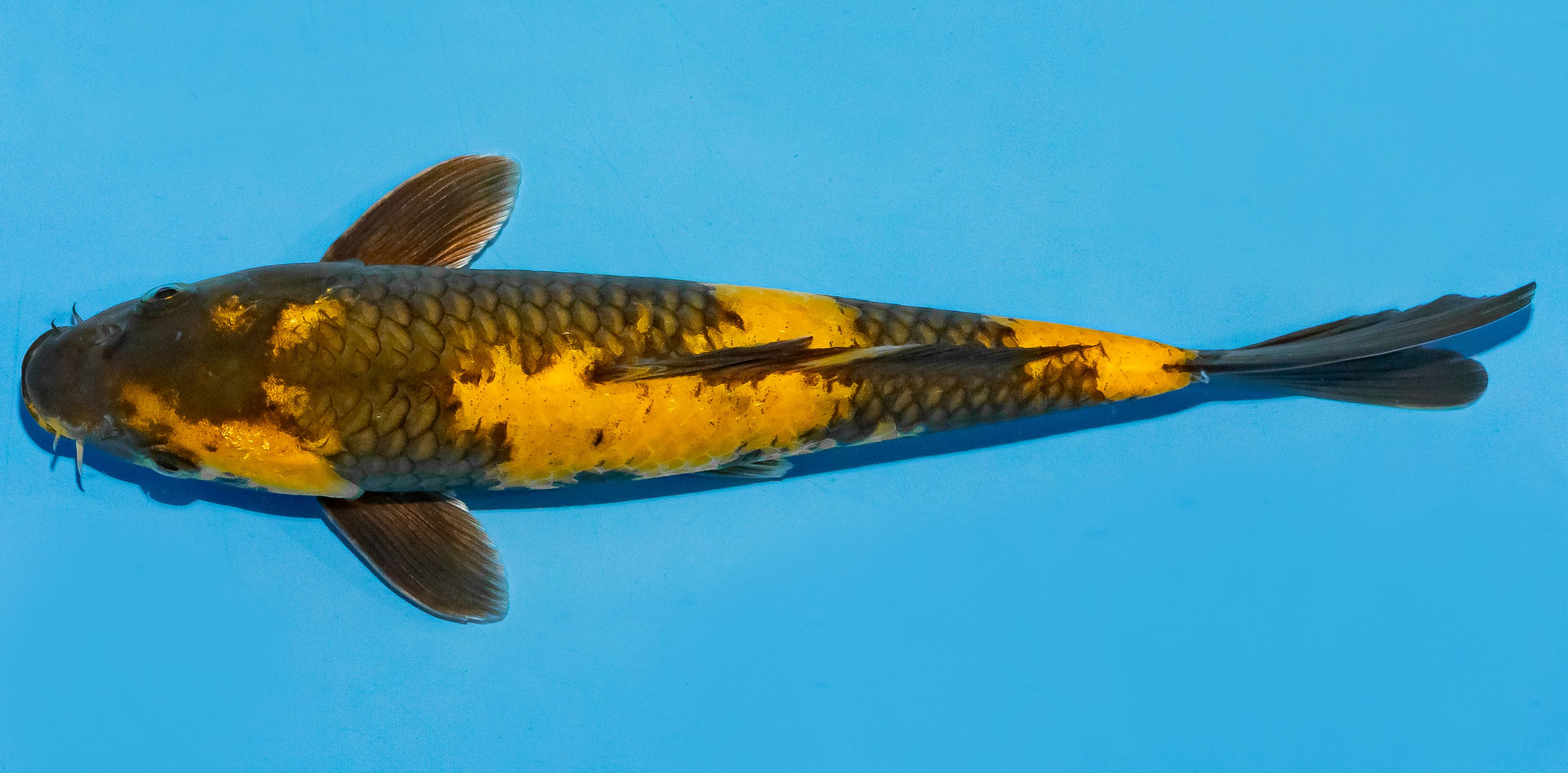 Koi 25-30cm Nr. 6272