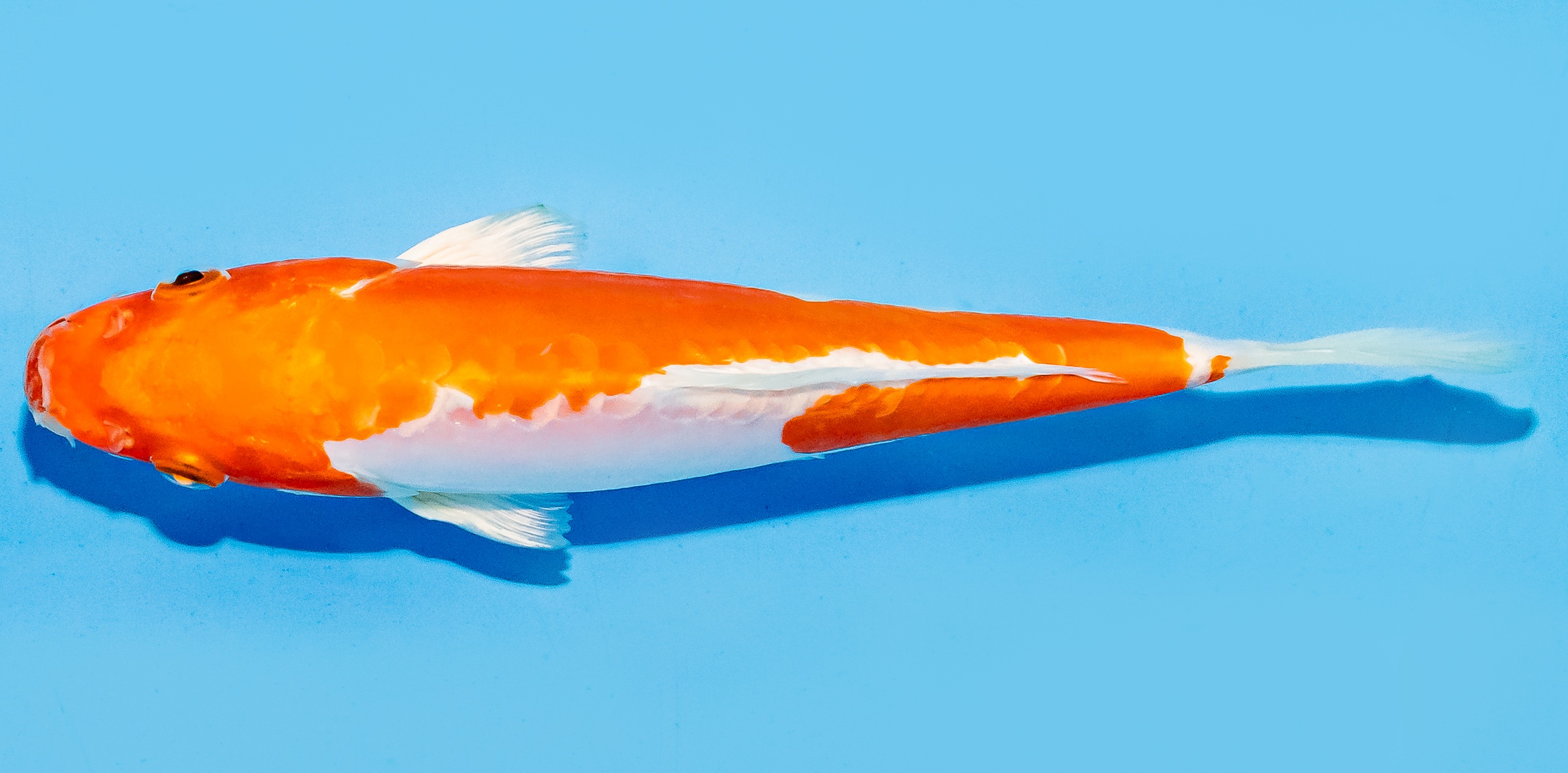 Koi 17-20cm Nr. 6892