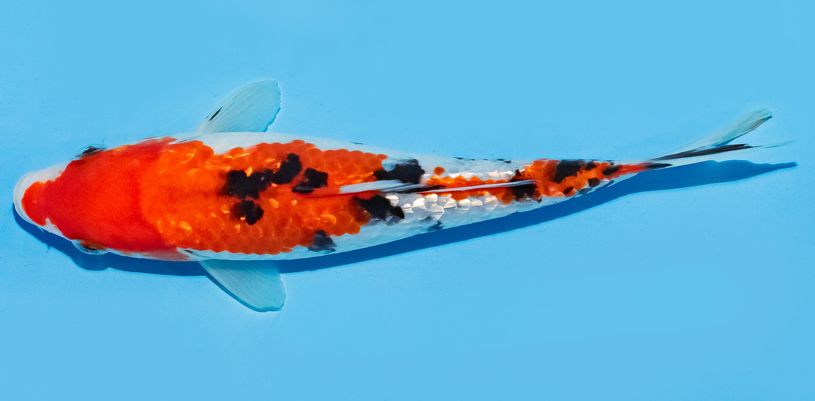 Koi 17-20cm Nr. 8762