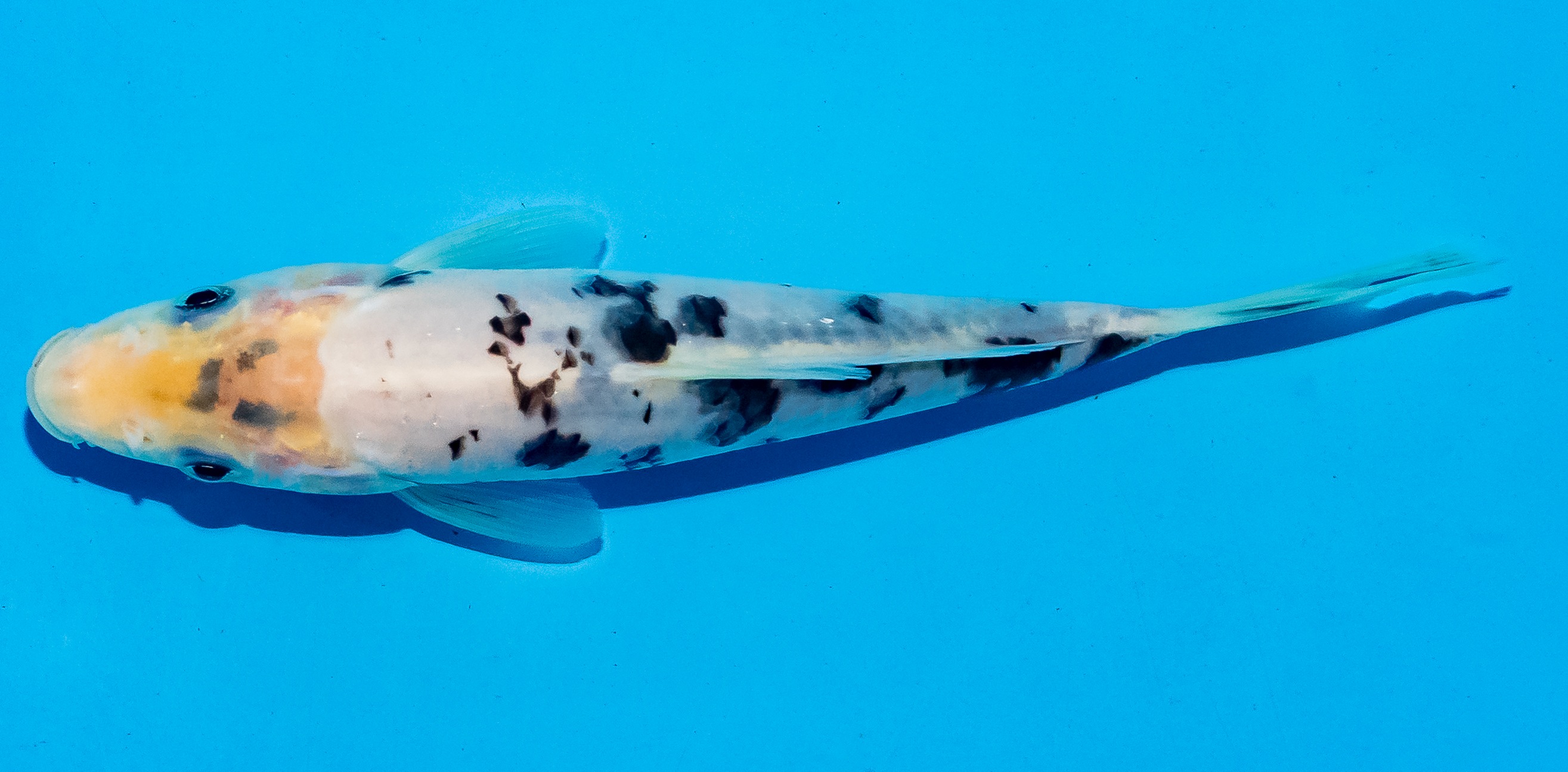 Koi 14-17cm Nr. 6189