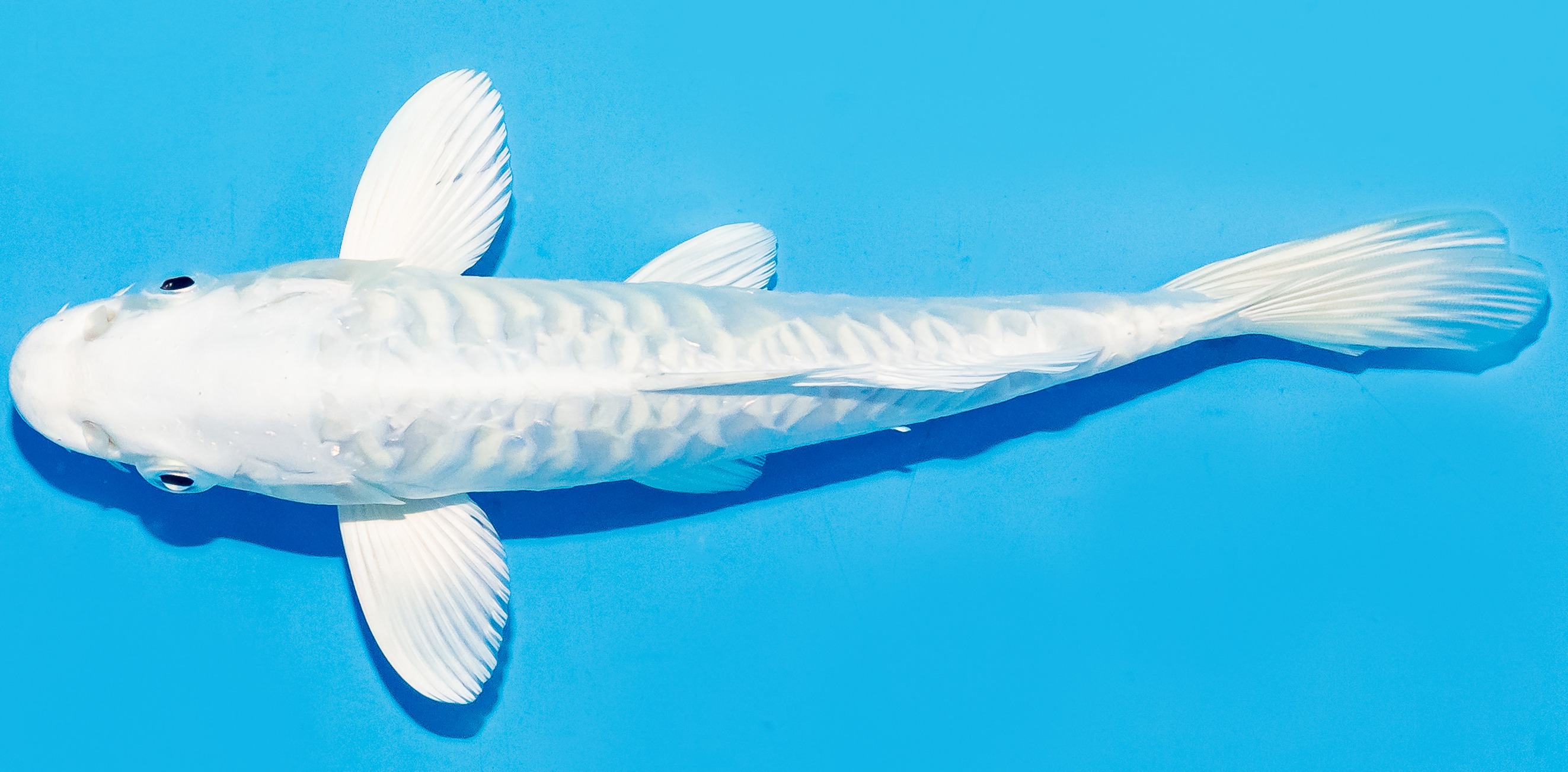 Koi 17-20cm Nr. 6589