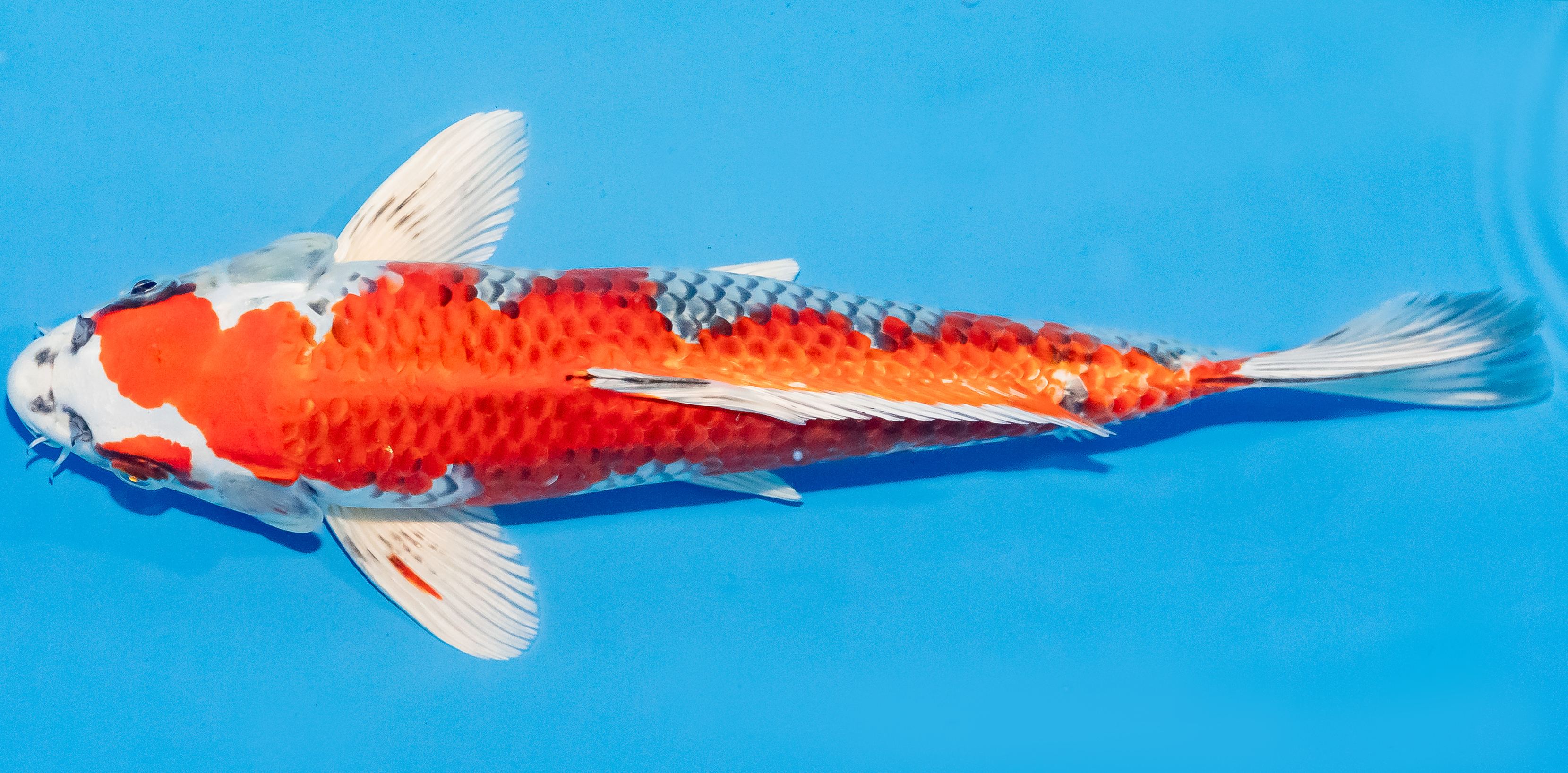 Koi 30-35cm Nr. 1316