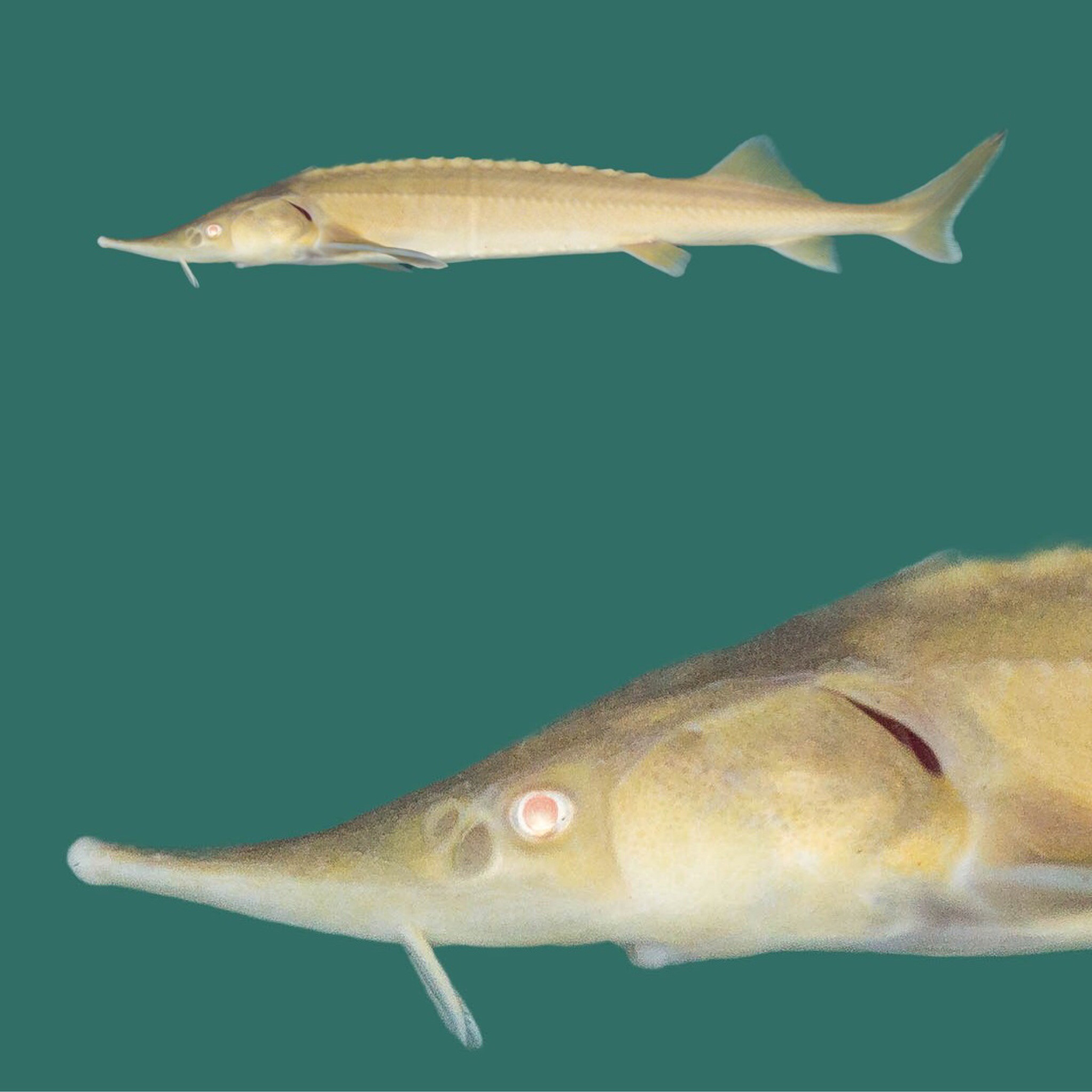3x Albino Sterlet 30-40cm "frachtfrei"