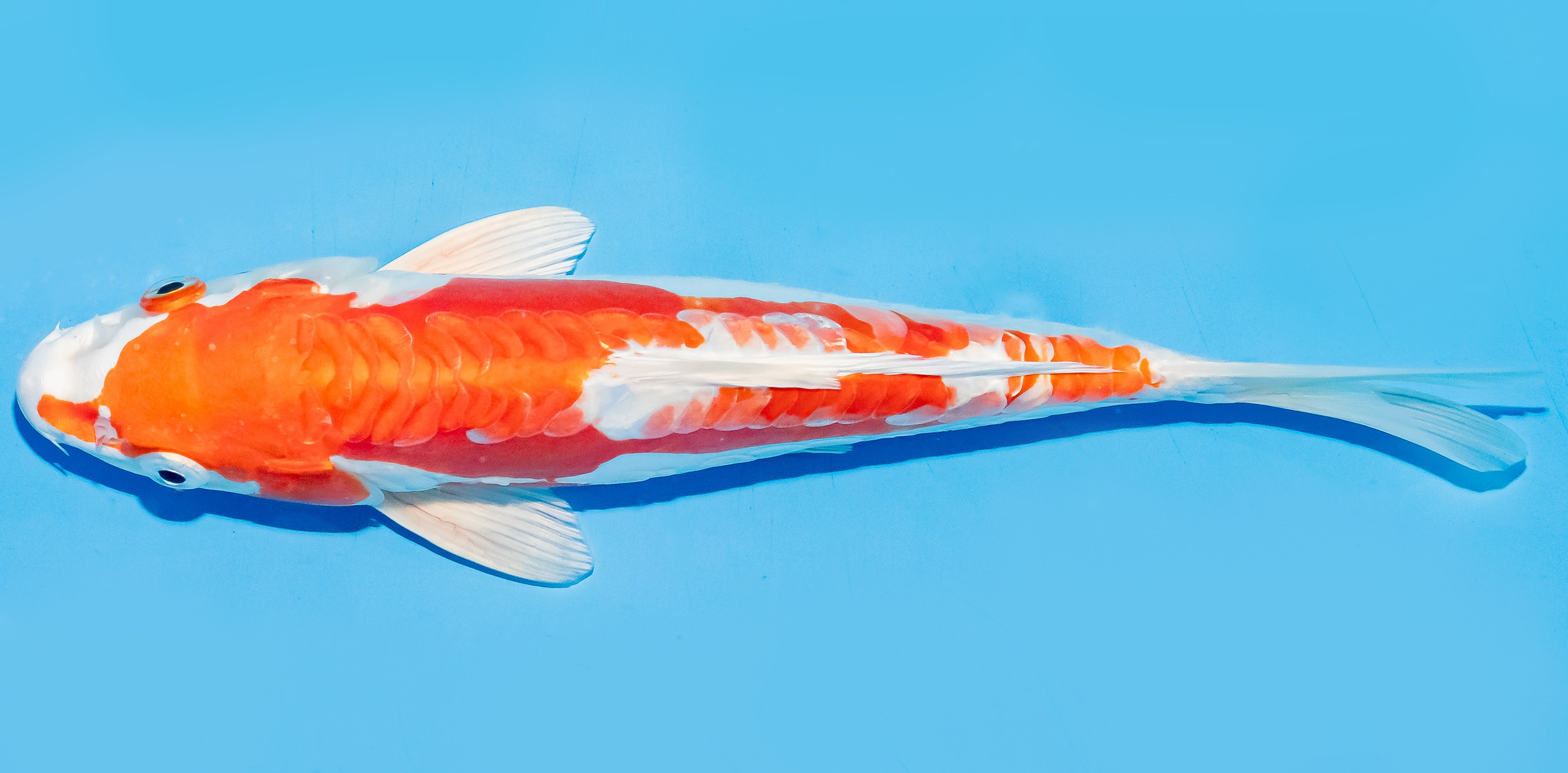 Koi 20-25cm Nr. 6629