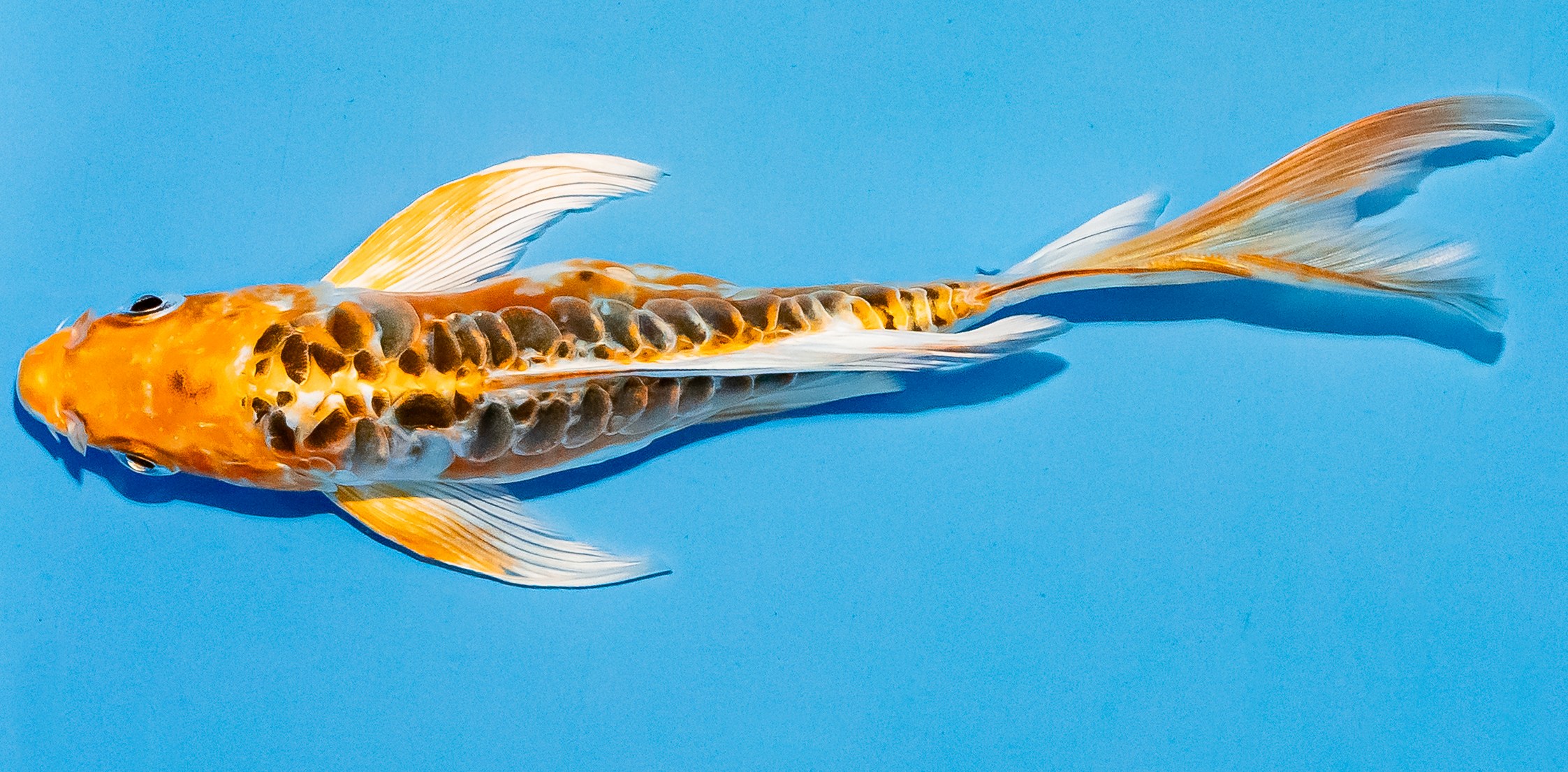 Butterfly Koi 14-17cm Nr. 5718