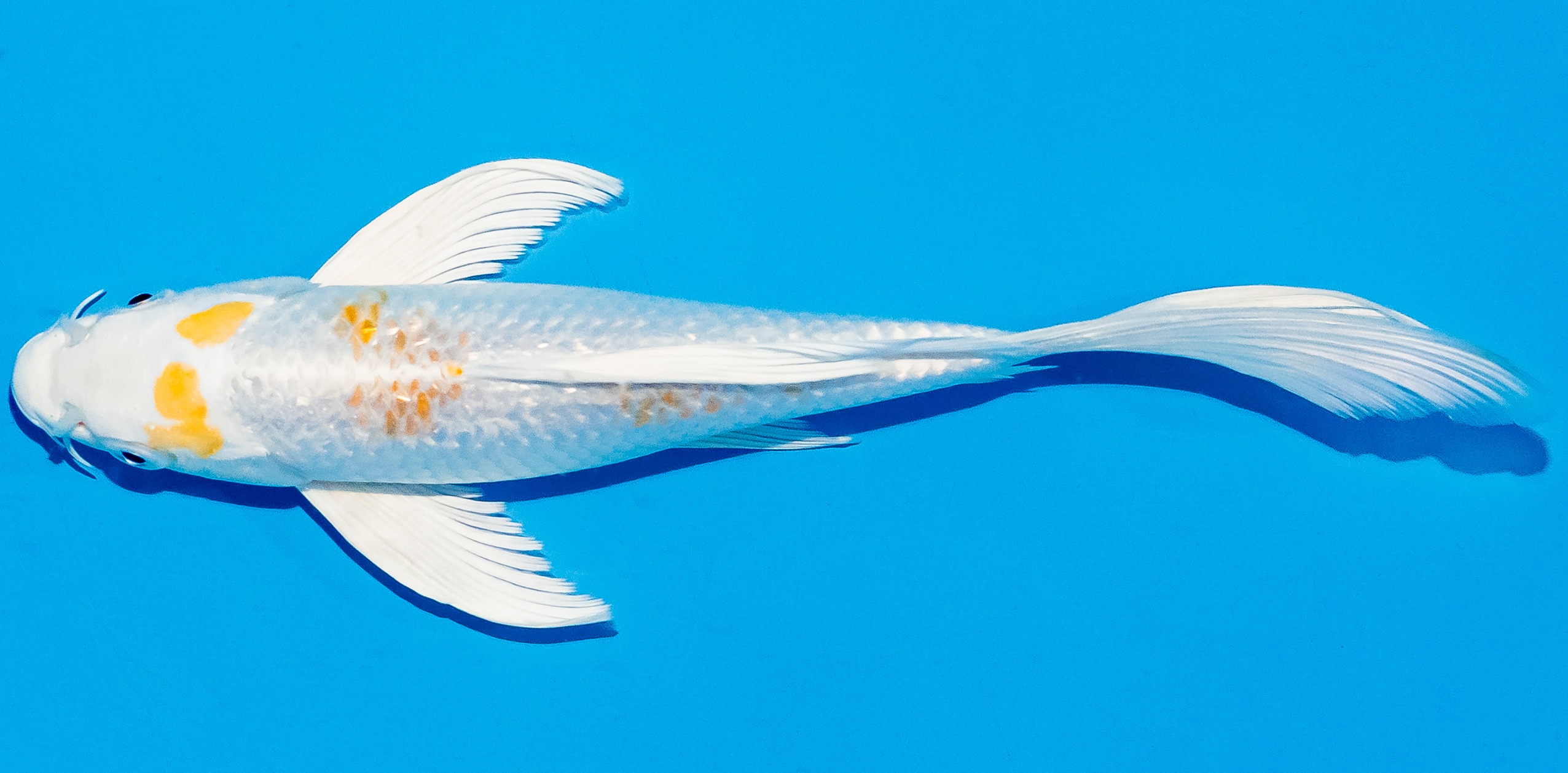 Butterfly Koi 20-25cm Nr. 8573