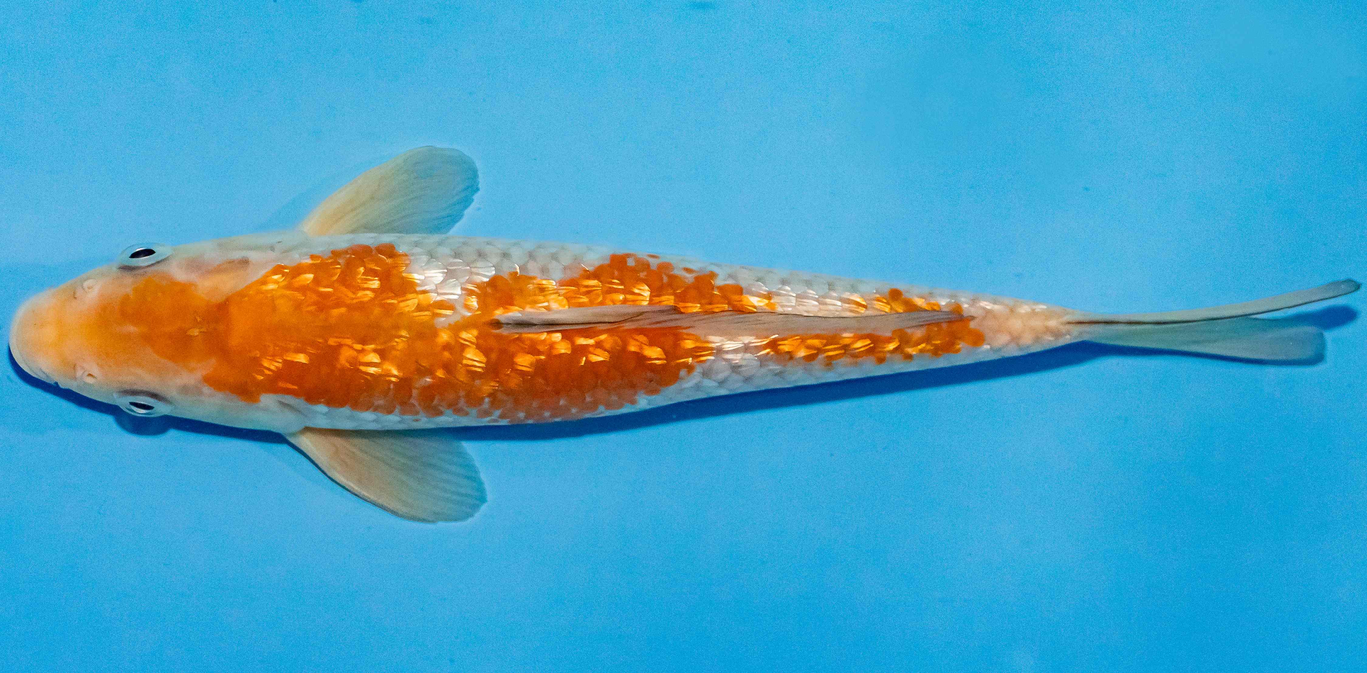 Koi 25-30cm Nr. 1547