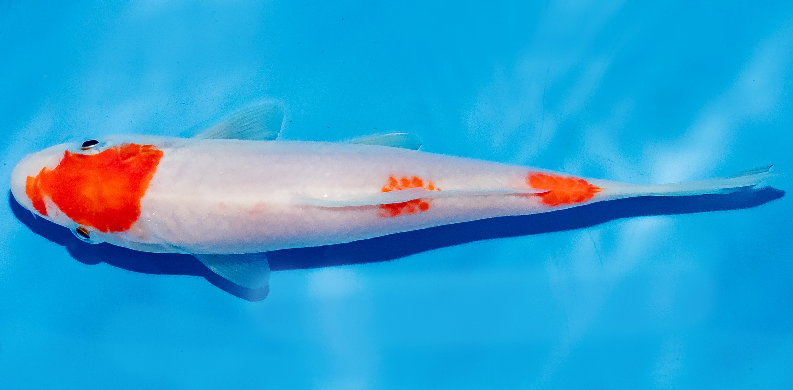 Koi 14-17cm Nr. 6192