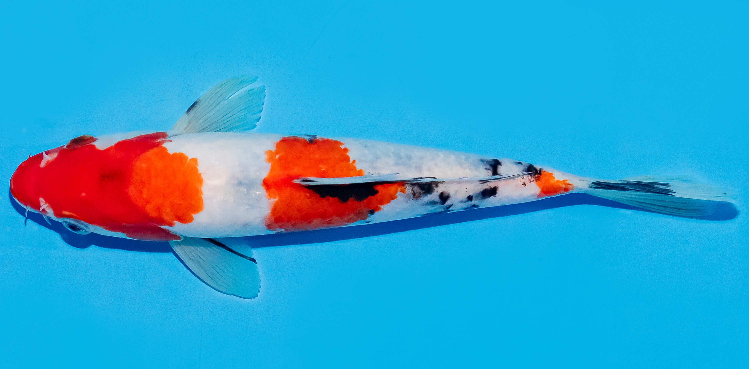 Koi 20-25cm Nr. 8666
